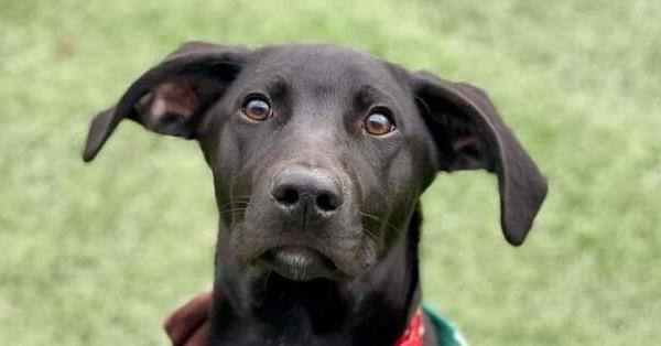 Enlarge Topaz, a Adoptable mixed breed in Shawnee, OK image 5/6