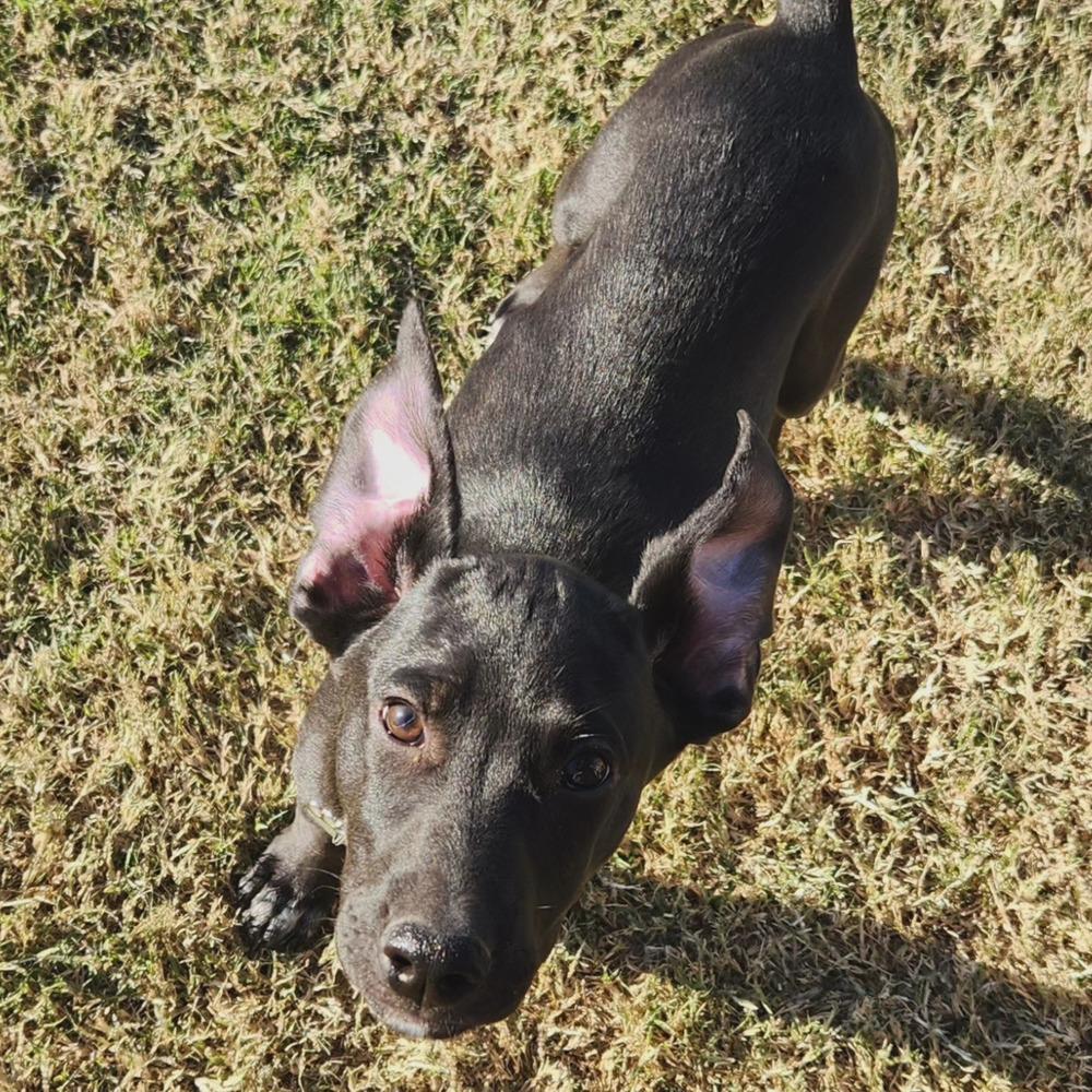 Enlarge Topaz, a Adoptable mixed breed in Shawnee, OK image 6/6