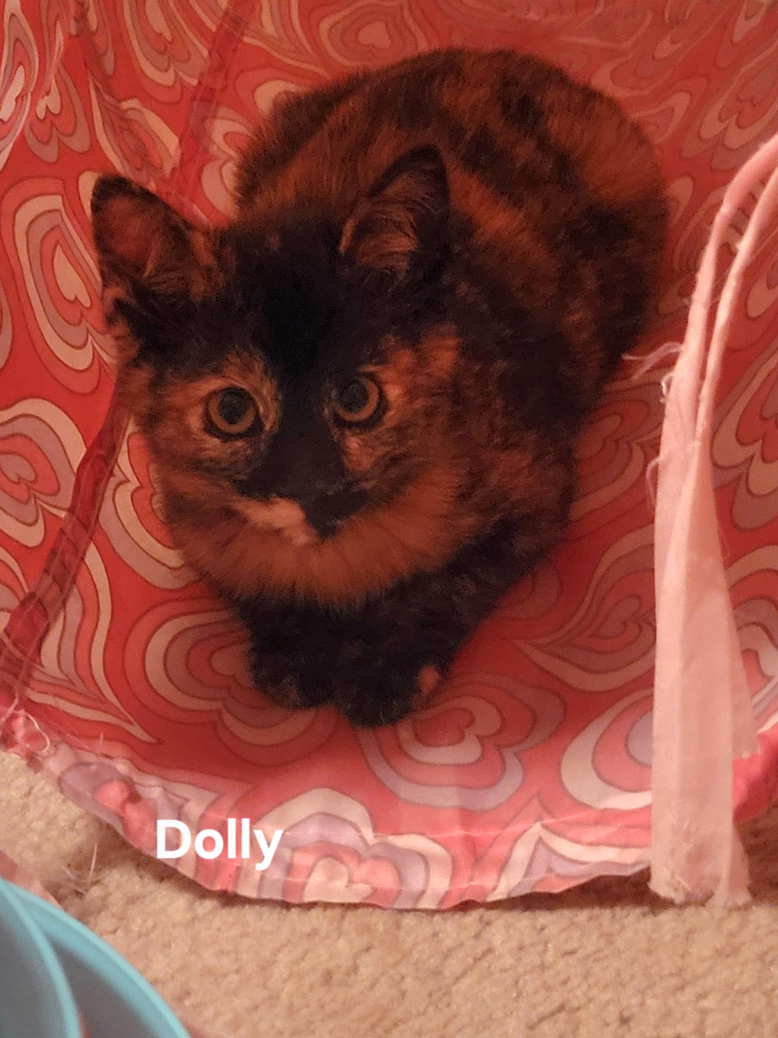 Enlarge Dolly, a Adoptable Tortoiseshell in Gardnerville, NV image 4/5