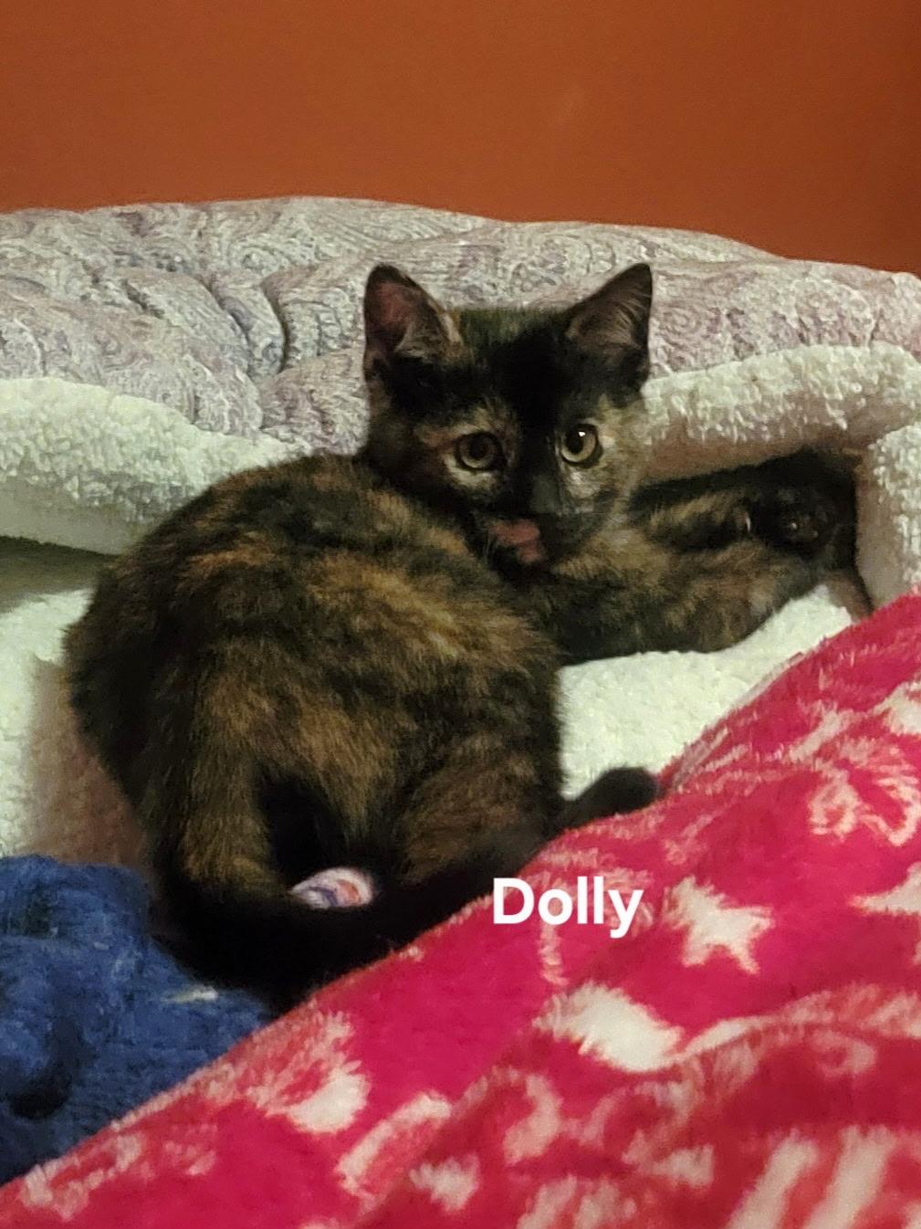 Enlarge Dolly, a Adoptable Tortoiseshell in Gardnerville, NV image 3/5