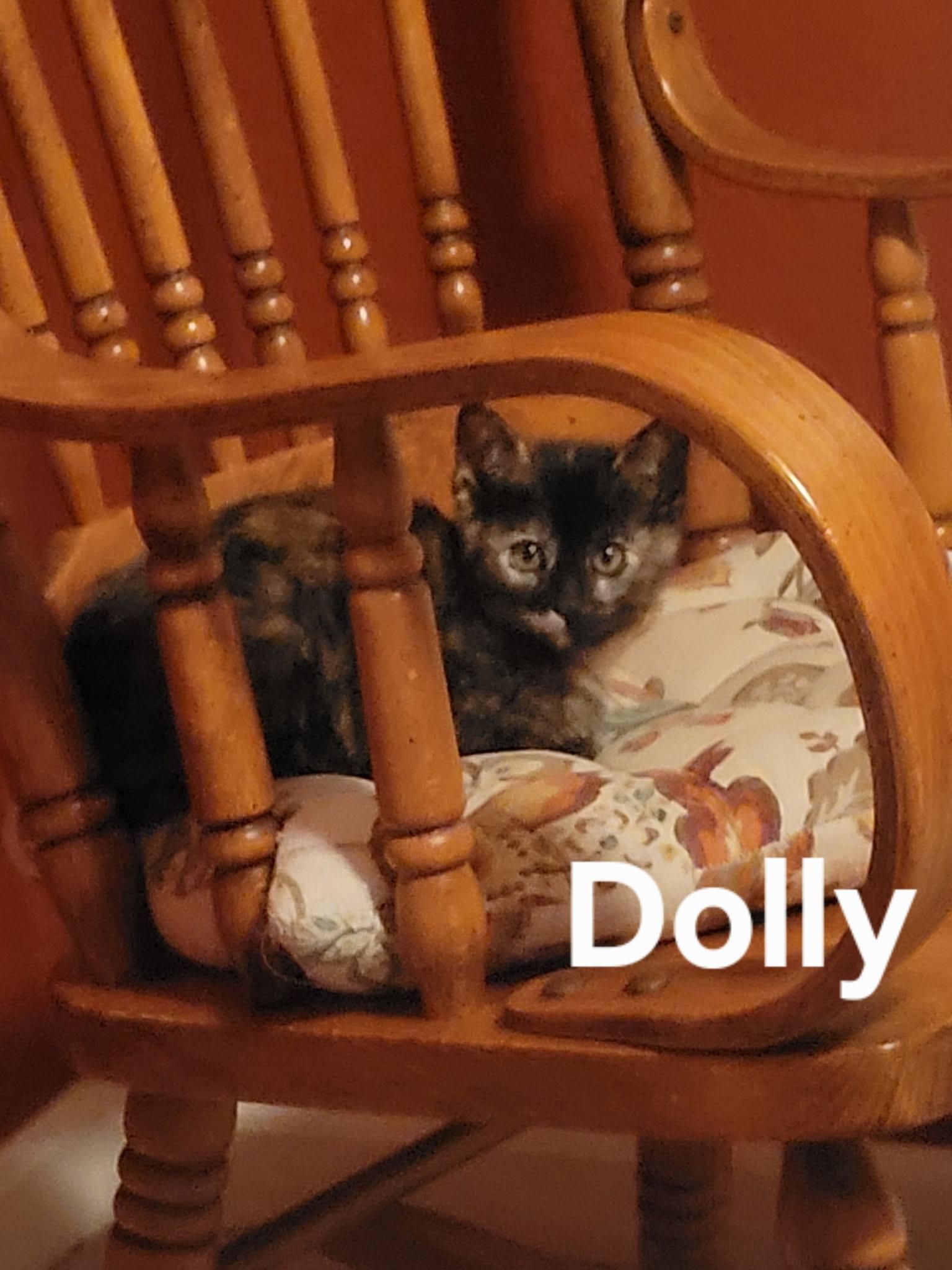 Enlarge Dolly, a Adoptable Tortoiseshell in Gardnerville, NV image 5/5