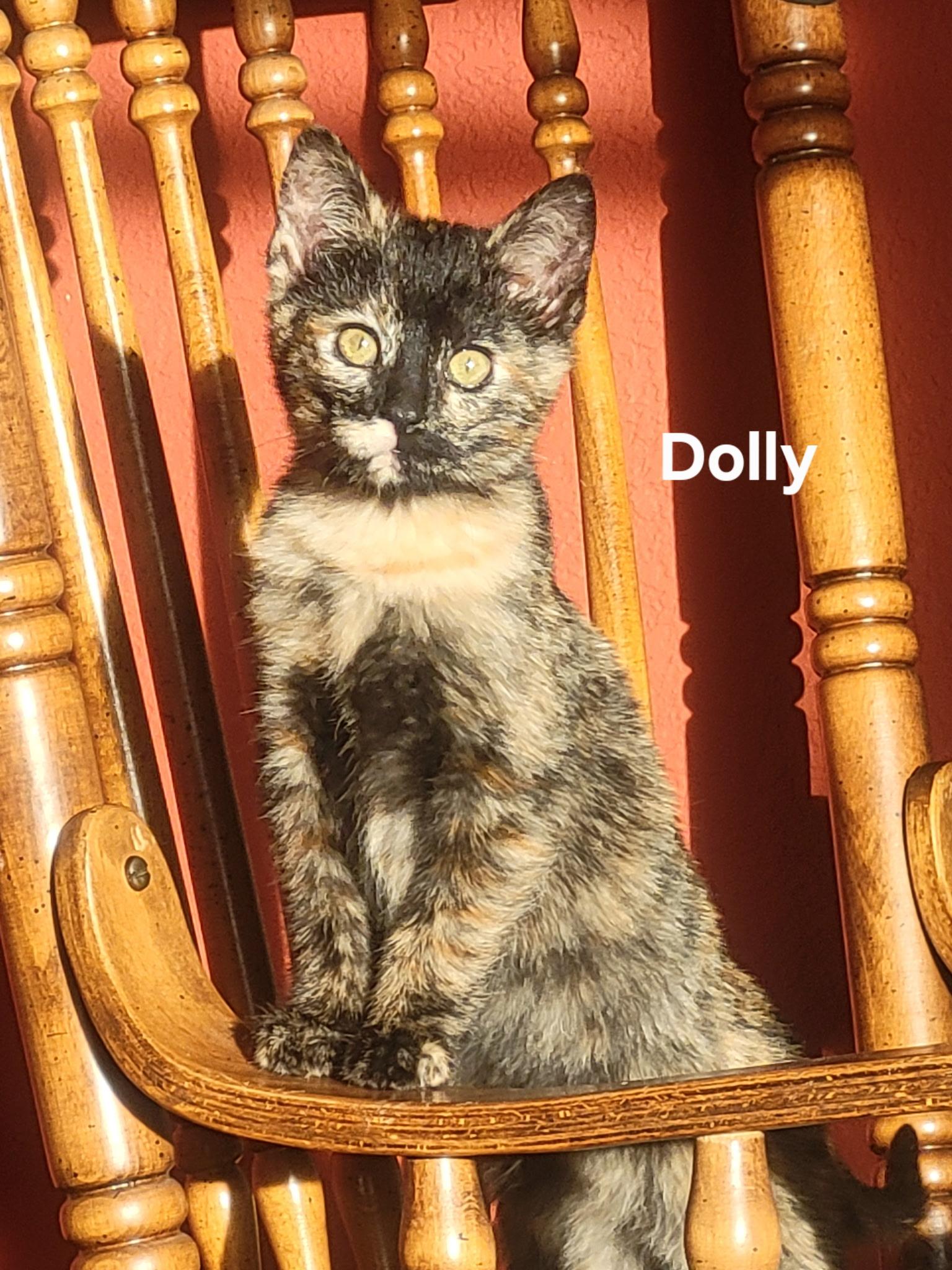 Enlarge Dolly, a Adoptable Tortoiseshell in Gardnerville, NV image 2/5