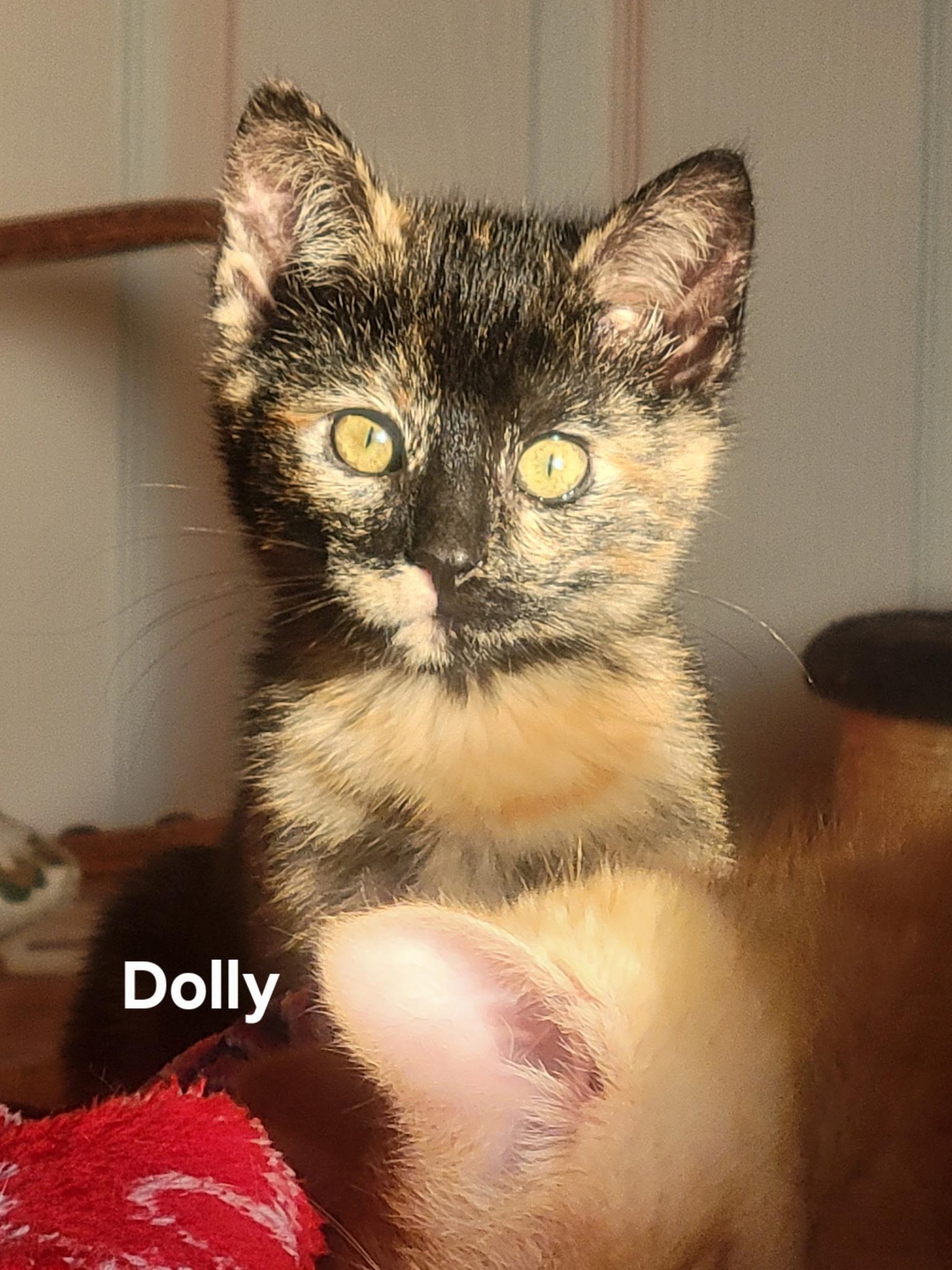 Dolly, Adoptable, Kitten Female Tortoiseshell.