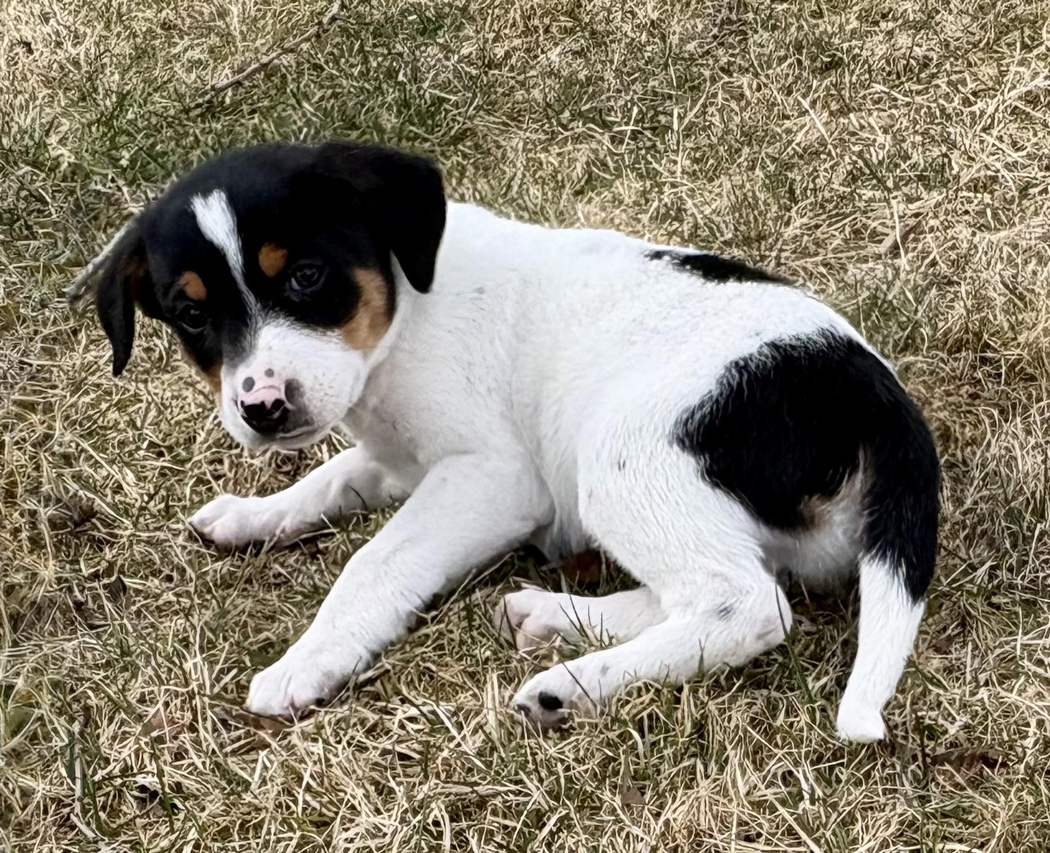 Enlarge Diesel, a ADOPTABLE mixed breed in Chesterfield, MI image 5/6