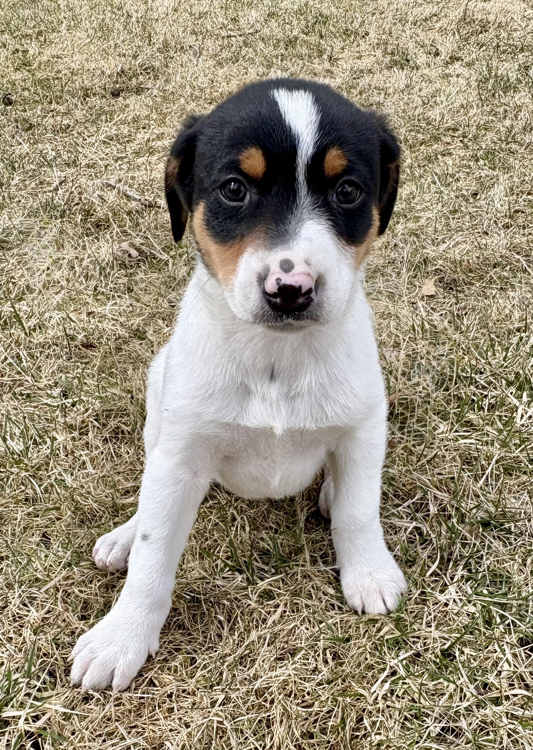 Enlarge Diesel, a ADOPTABLE mixed breed in Chesterfield, MI image 1/6
