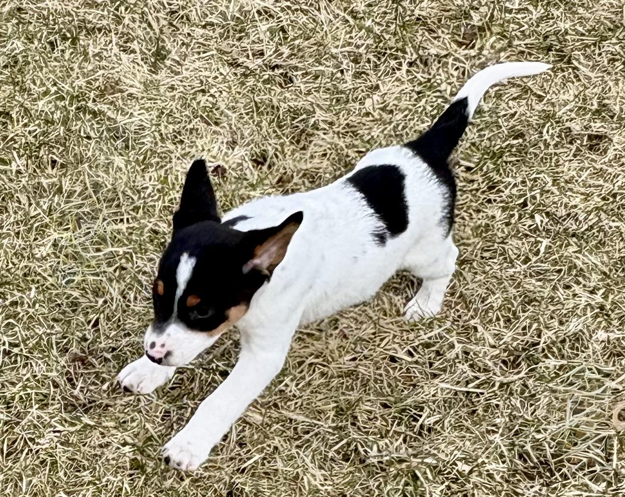 Enlarge Diesel, a ADOPTABLE mixed breed in Chesterfield, MI image 3/6