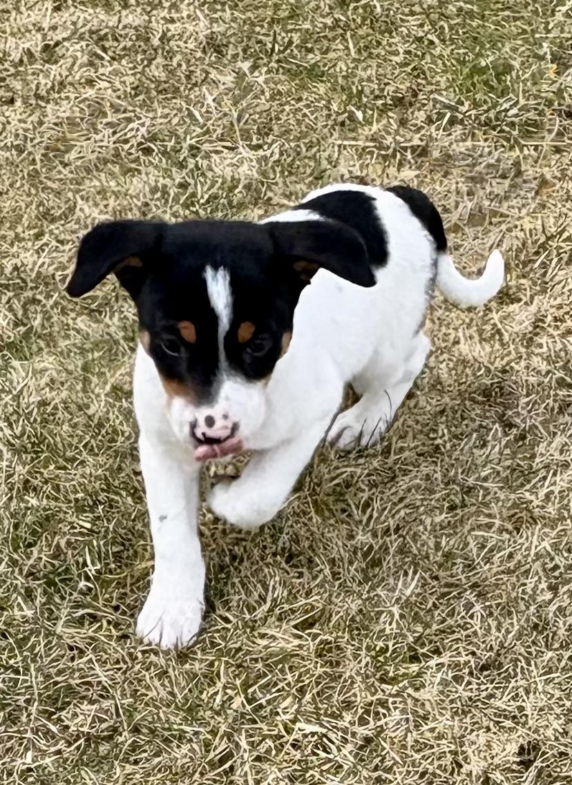 Enlarge Diesel, a ADOPTABLE mixed breed in Chesterfield, MI image 6/6