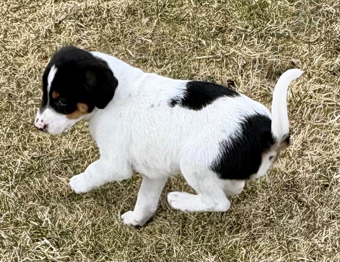 Enlarge Diesel, a ADOPTABLE mixed breed in Chesterfield, MI image 4/6