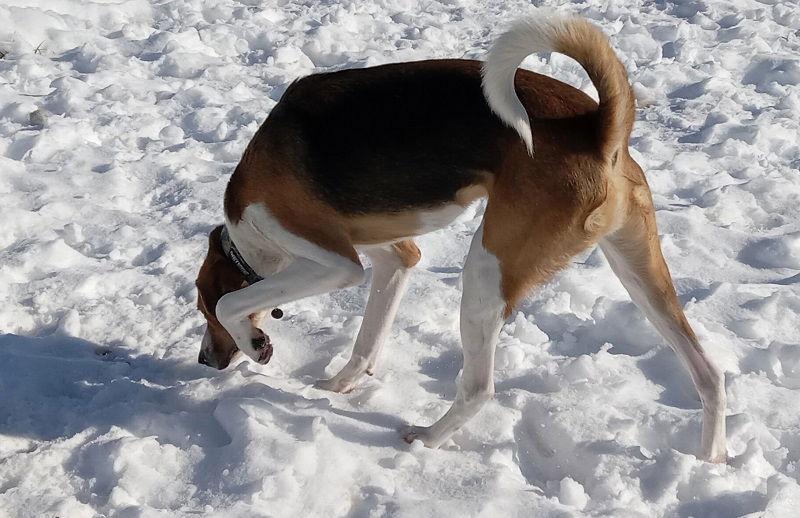 Enlarge Curly, a Adoptable mixed breed in Tappahannock, VA image 1/3