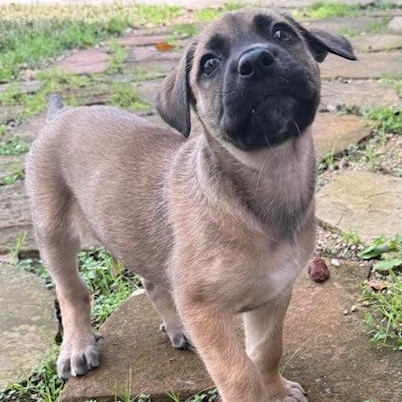 Enlarge Wilma, a Adoptable mixed breed in Atlanta, GA image 1/5