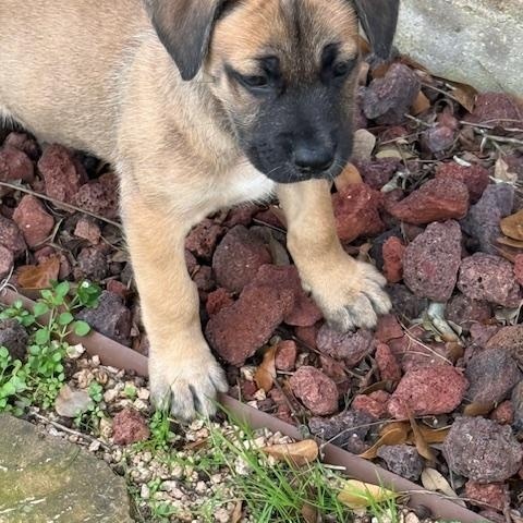 Enlarge Wilma, a Adoptable mixed breed in Atlanta, GA image 3/5