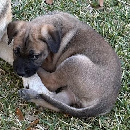 Enlarge Wilma, a Adoptable mixed breed in Atlanta, GA image 4/5