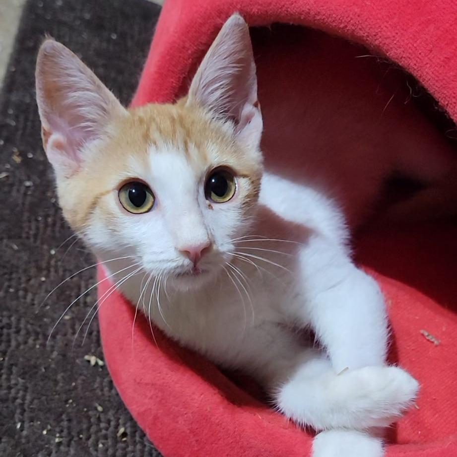 Enlarge Noah, a Adoptable Domestic Short Hair in Marietta, GA image 1/1