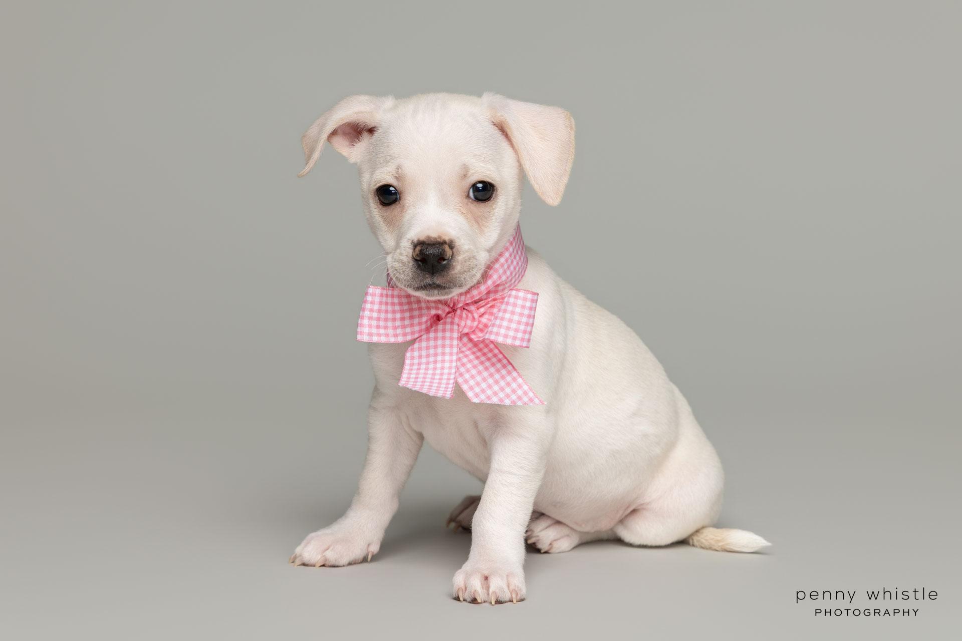 Madonna, Adoptable, Puppy Female Terrier.