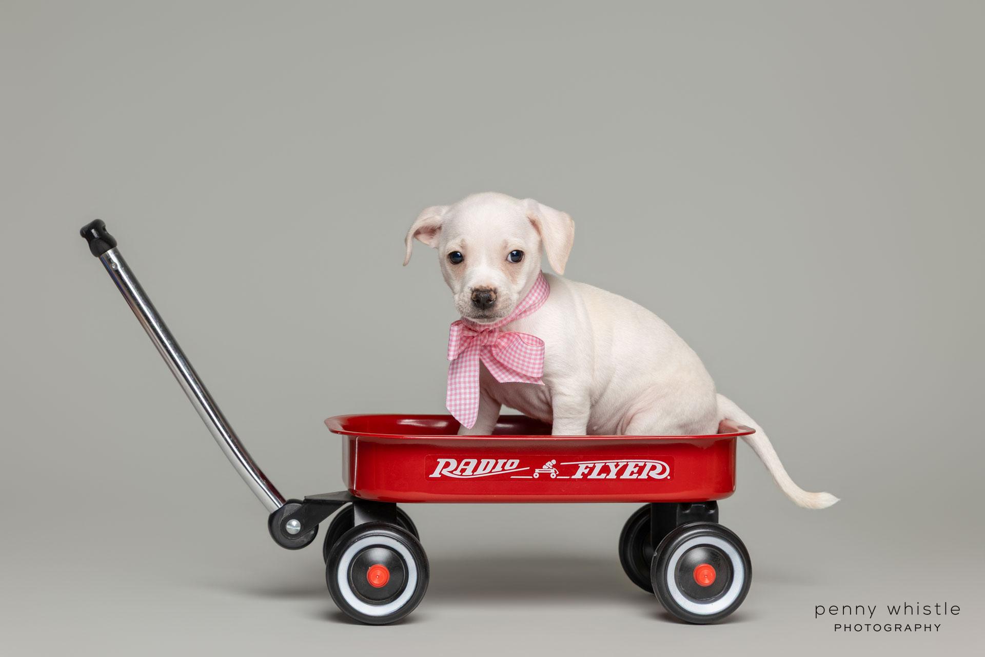 Madonna, a Adoptable mixed breed in Coppell, TX image 2/3