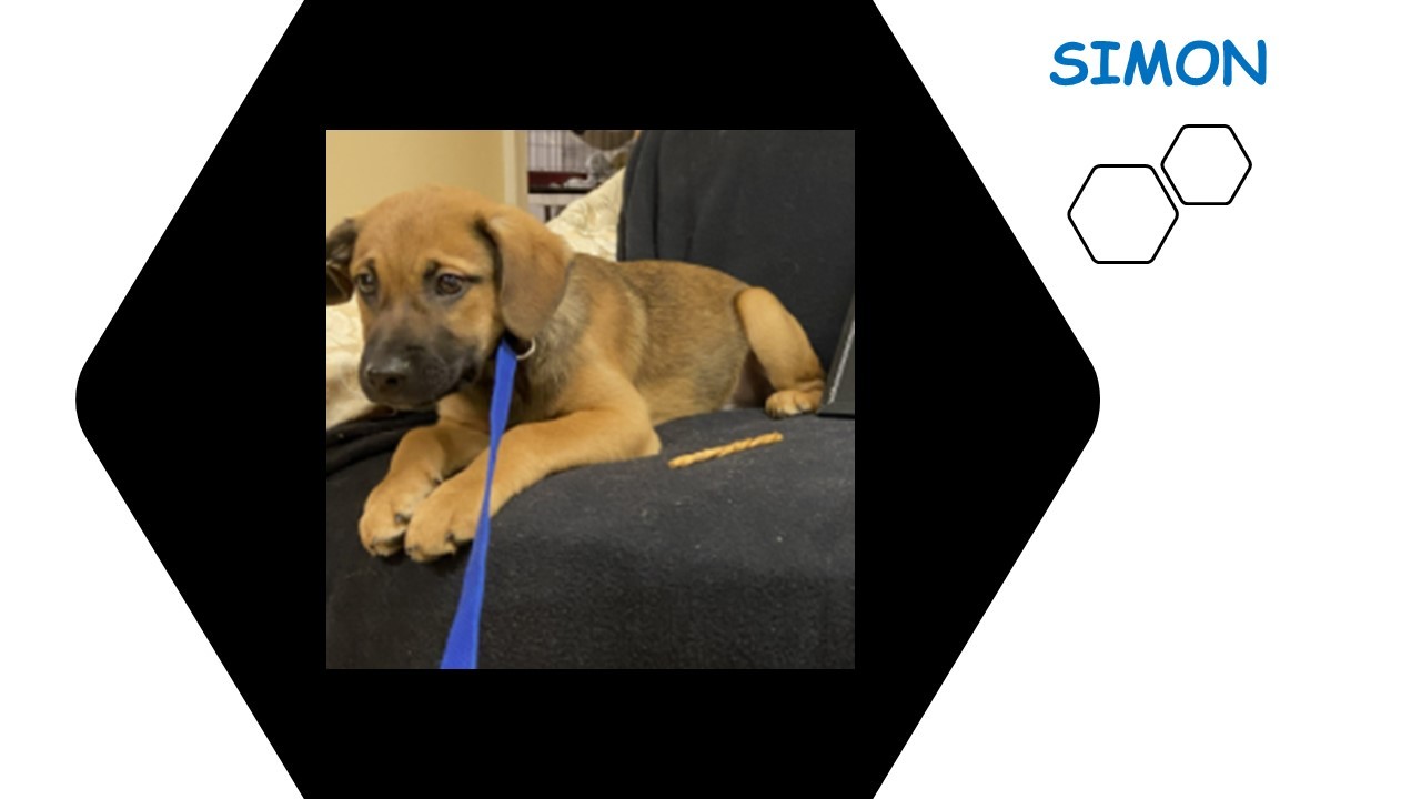 Enlarge Simon, a Adopted mixed breed in Quincy, IL image 1/10