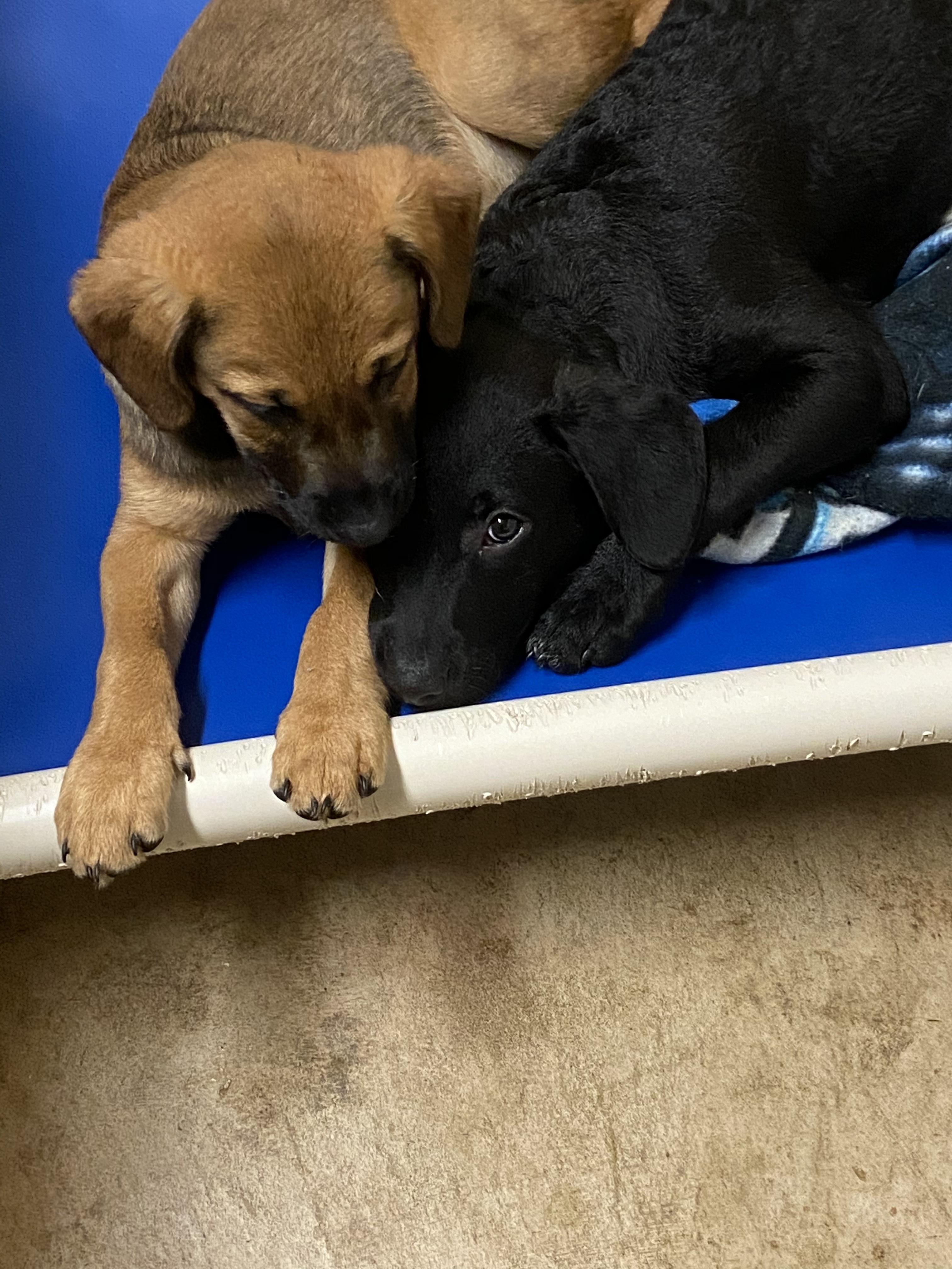 Enlarge Simon, a Adopted mixed breed in Quincy, IL image 2/10