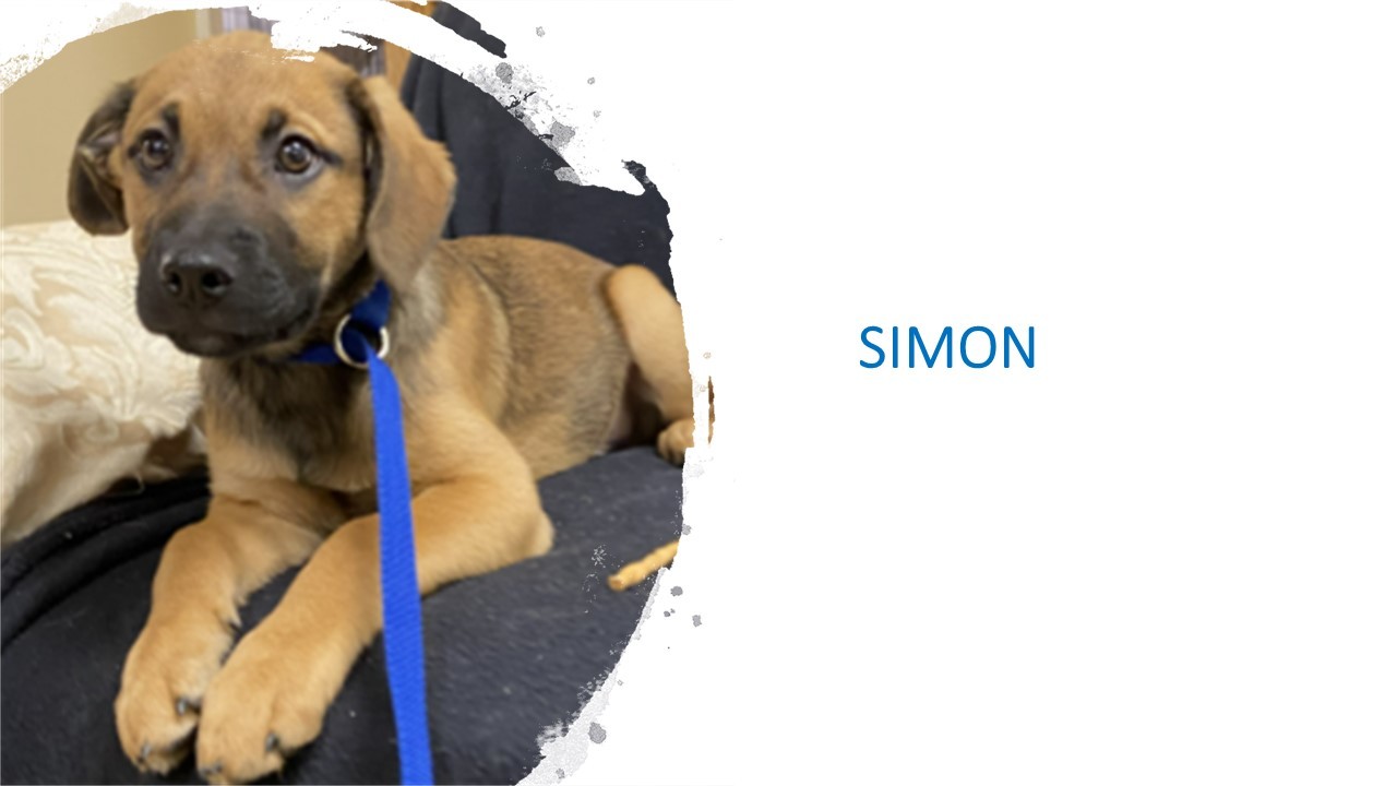 Enlarge Simon, a Adopted mixed breed in Quincy, IL image 3/10