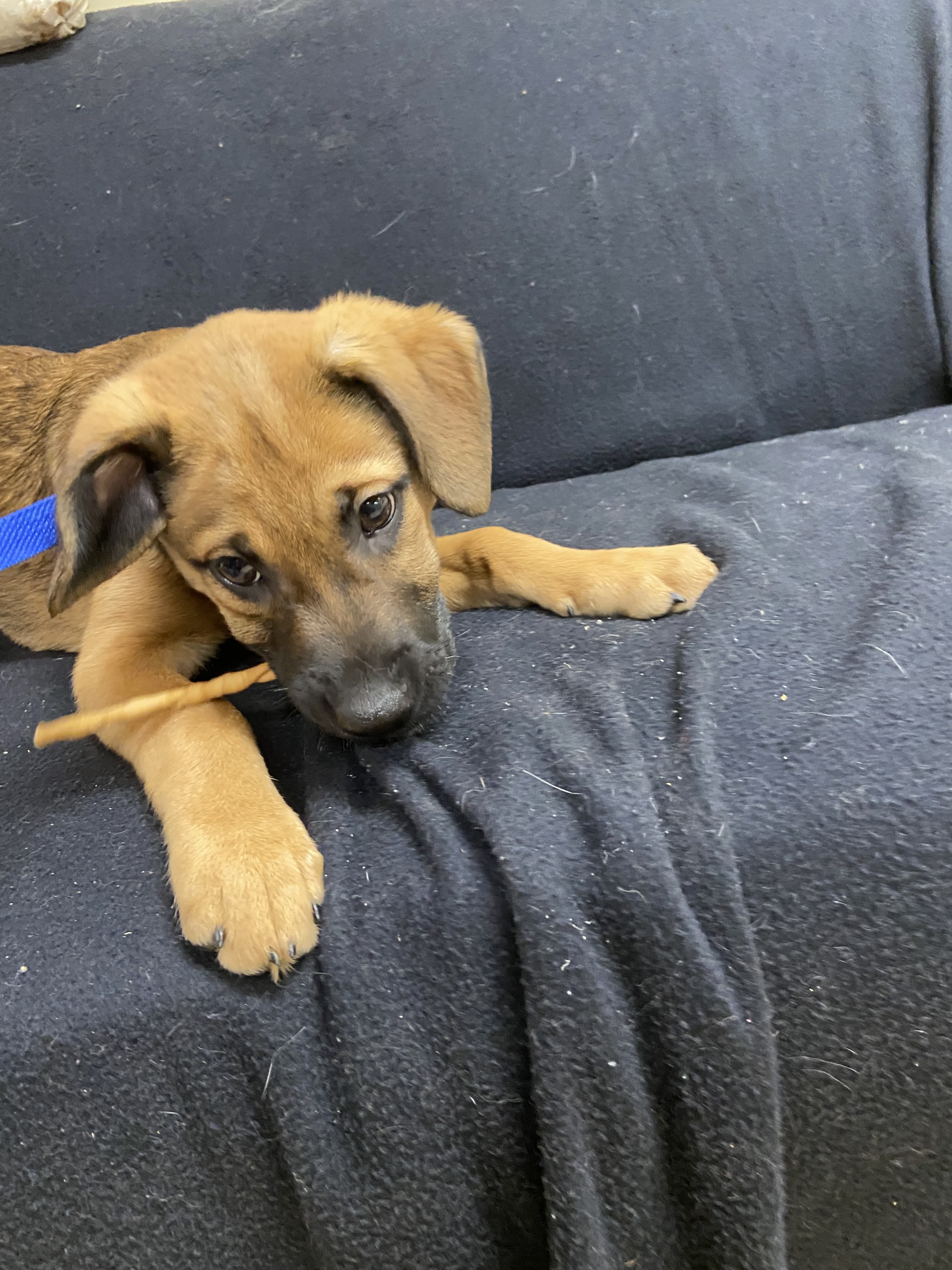 Enlarge Simon, a Adopted mixed breed in Quincy, IL image 4/10