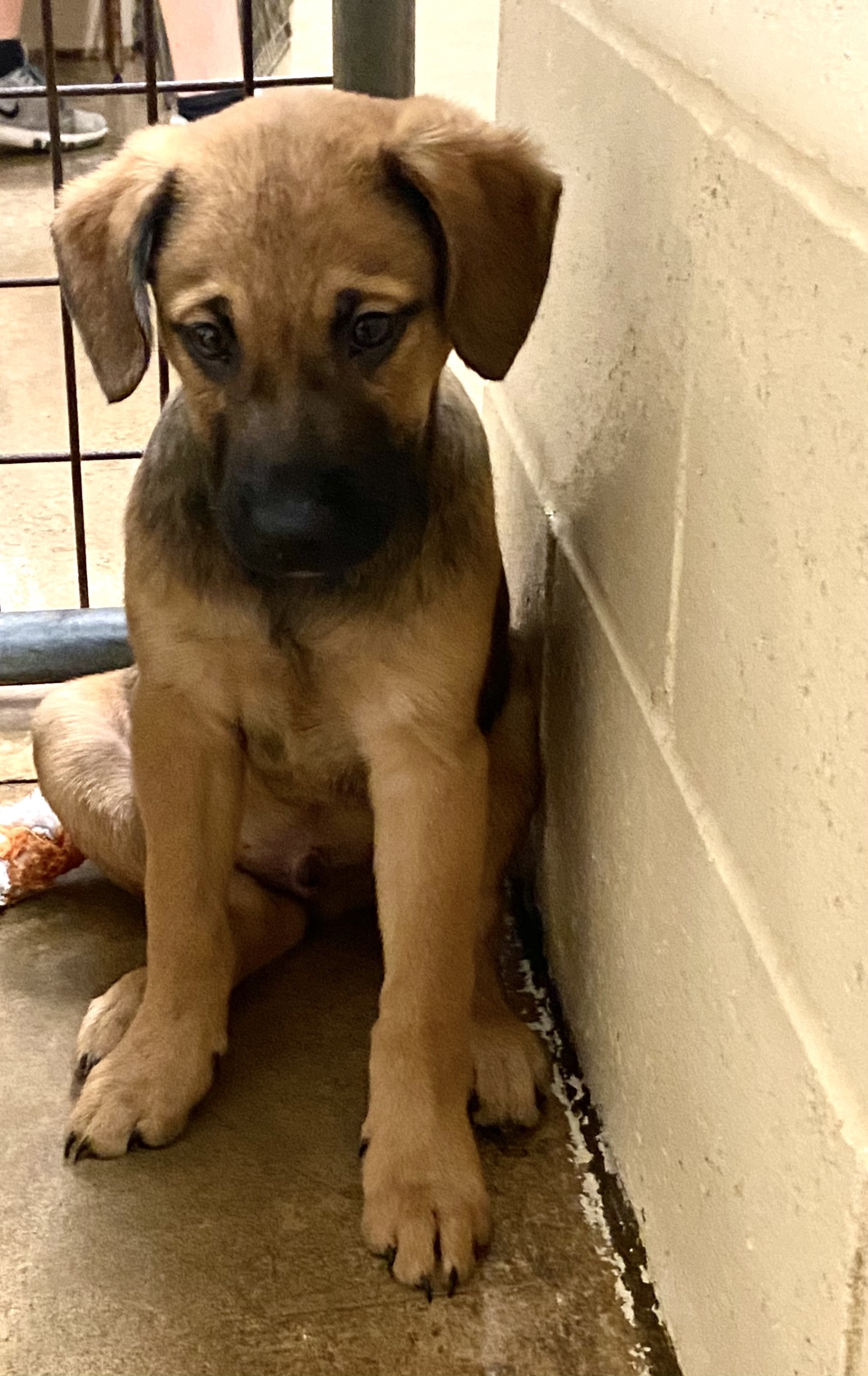 Enlarge Simon, a Adopted mixed breed in Quincy, IL image 5/10