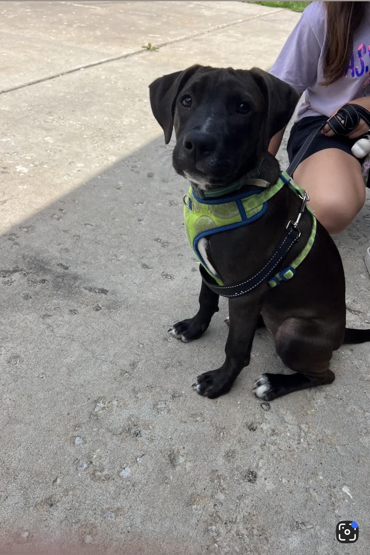 Josie, ADOPTABLE, Puppy Female Labrador Retriever.