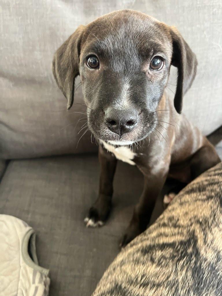 Josie, a ADOPTABLE mixed breed in Oswego, IL image 2/5