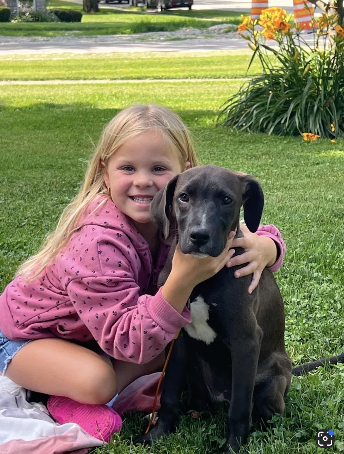 Josie, a ADOPTABLE mixed breed in Oswego, IL image 5/5