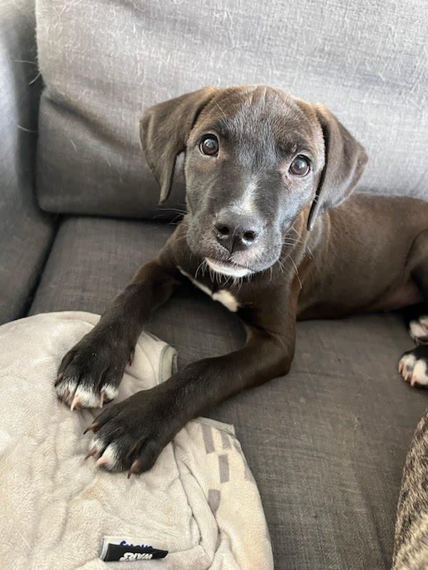 Josie, a ADOPTABLE mixed breed in Oswego, IL image 4/5