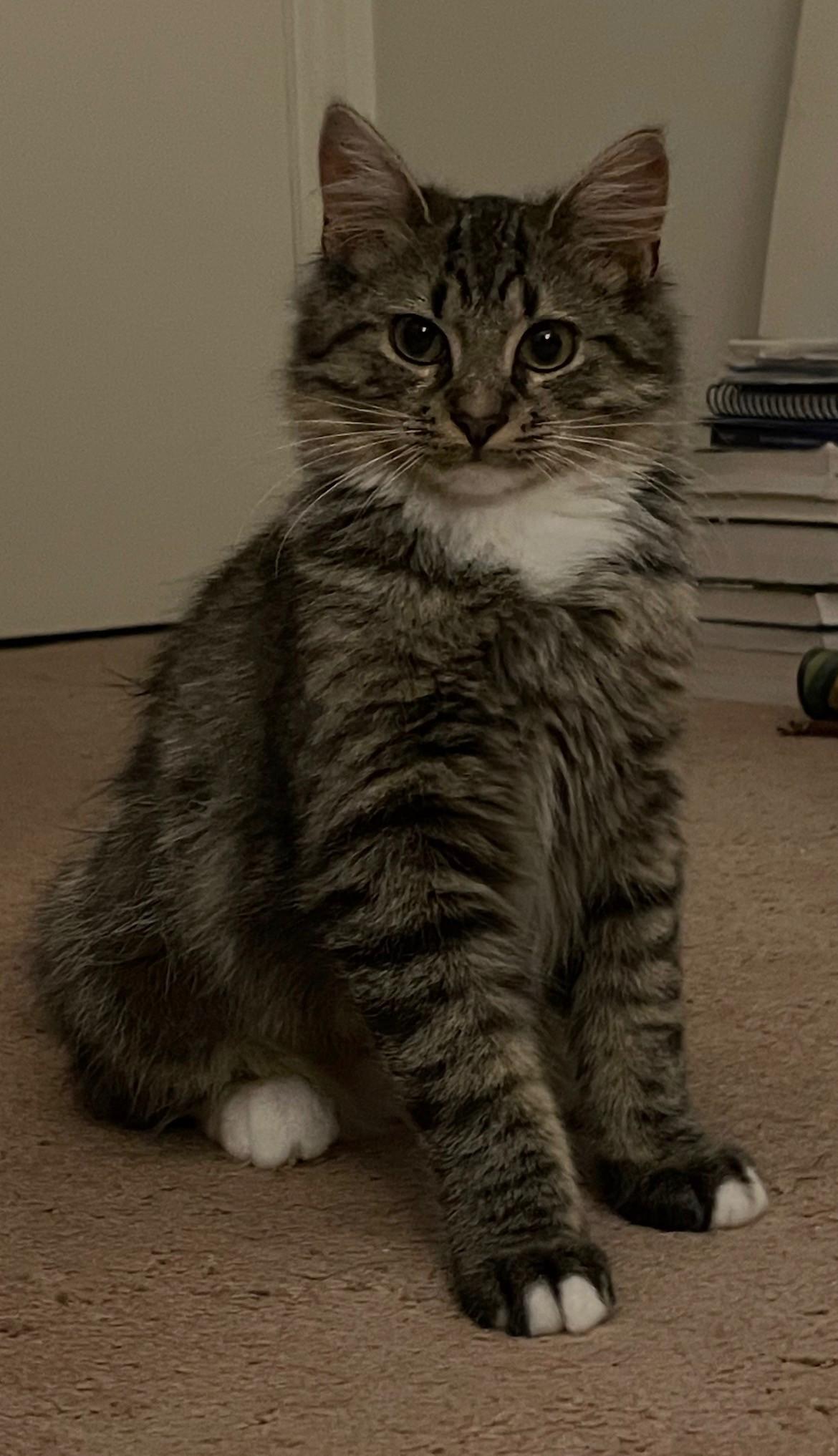 Teddy, an adopted mixed breed in Charlotte, NC image 3/4