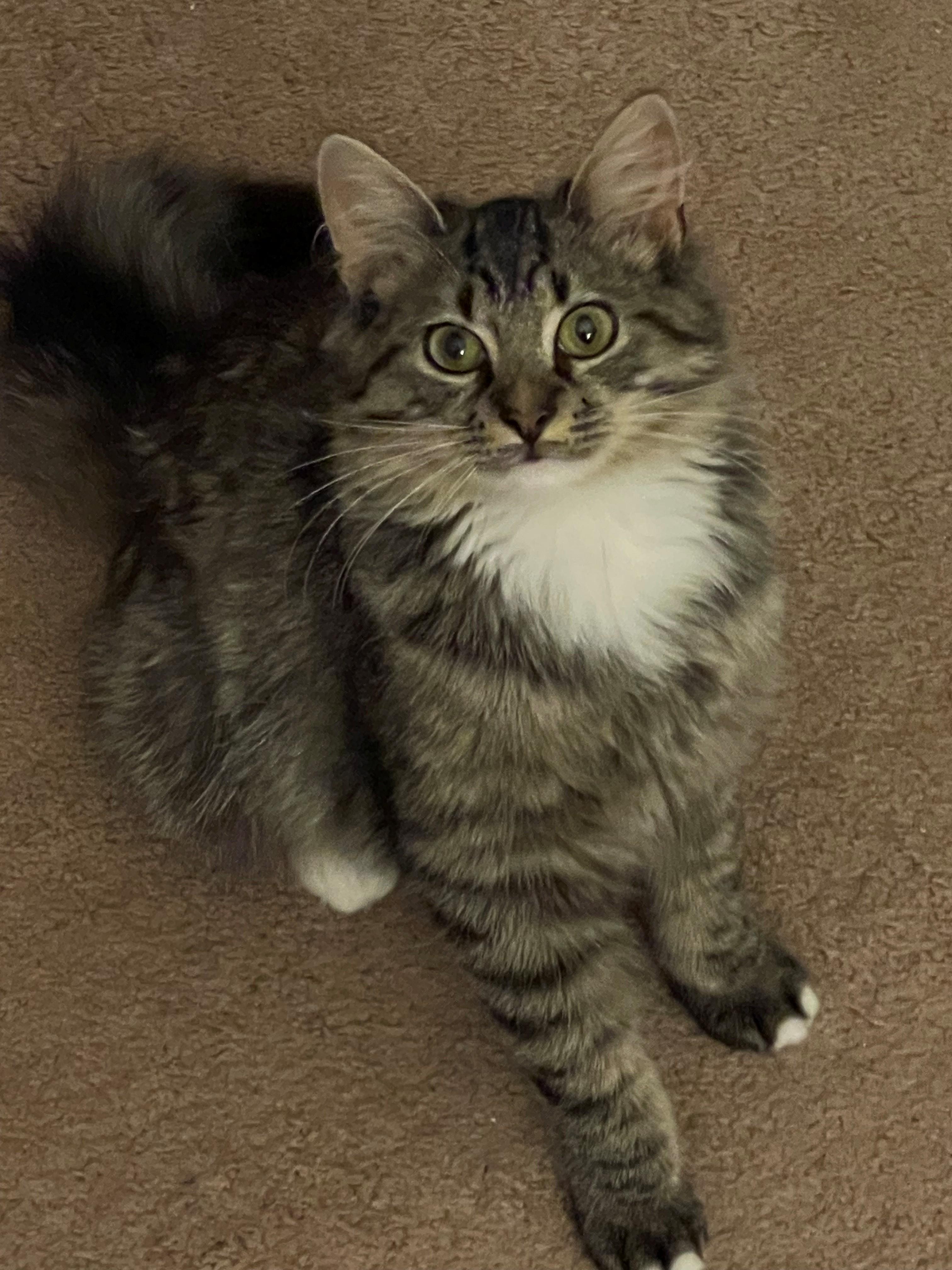 Teddy, adopted, Kitten Male Maine Coon.