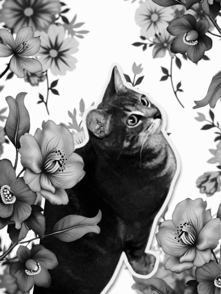 Cider, Adopted, Young Female Abyssinian & Domestic Short Hair.