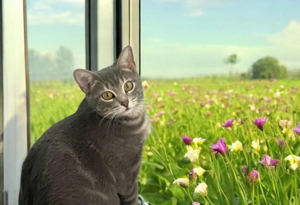 Enlarge Cider, a Adopted mixed breed in Albuquerque, NM image 4/6