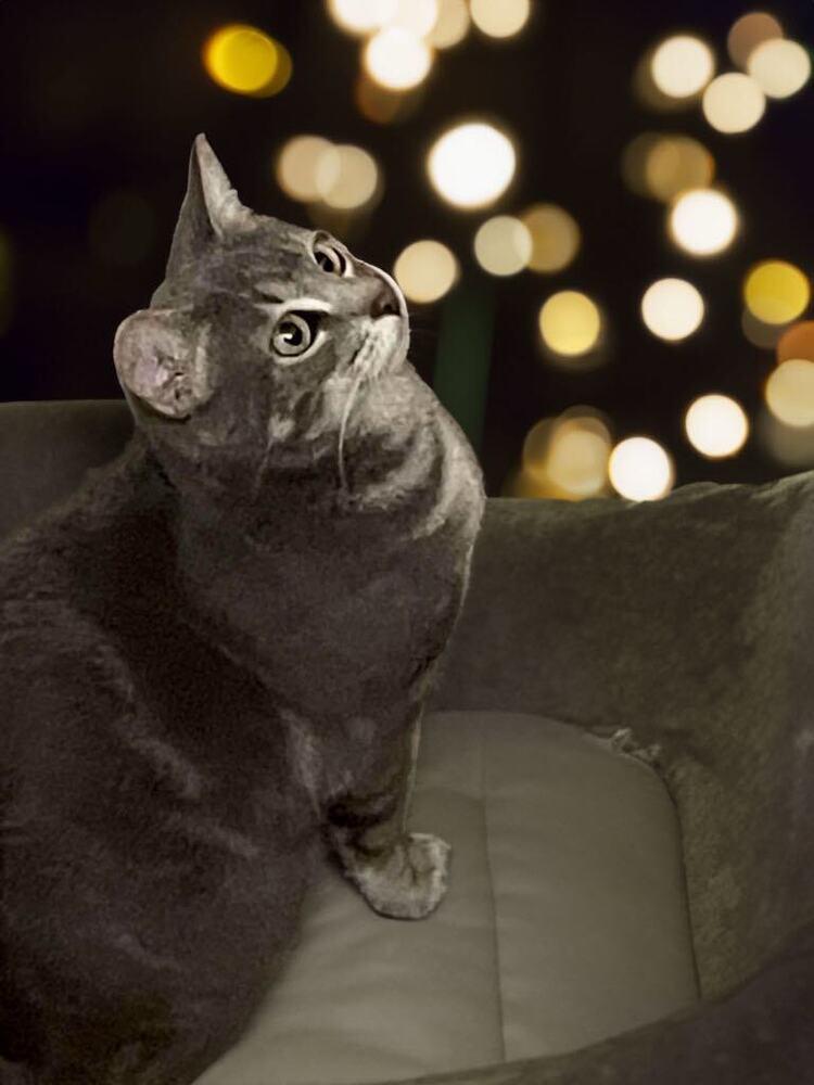 Enlarge Cider, a Adopted mixed breed in Albuquerque, NM image 5/6