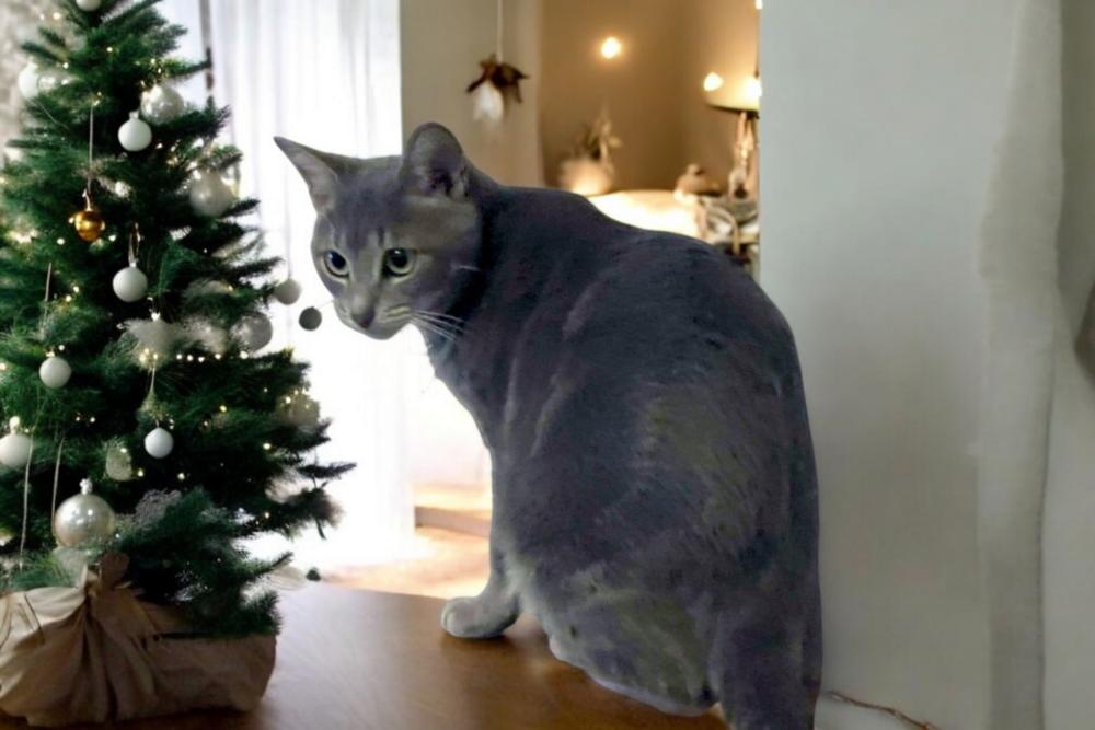 Enlarge Cider, a Adopted mixed breed in Albuquerque, NM image 6/6