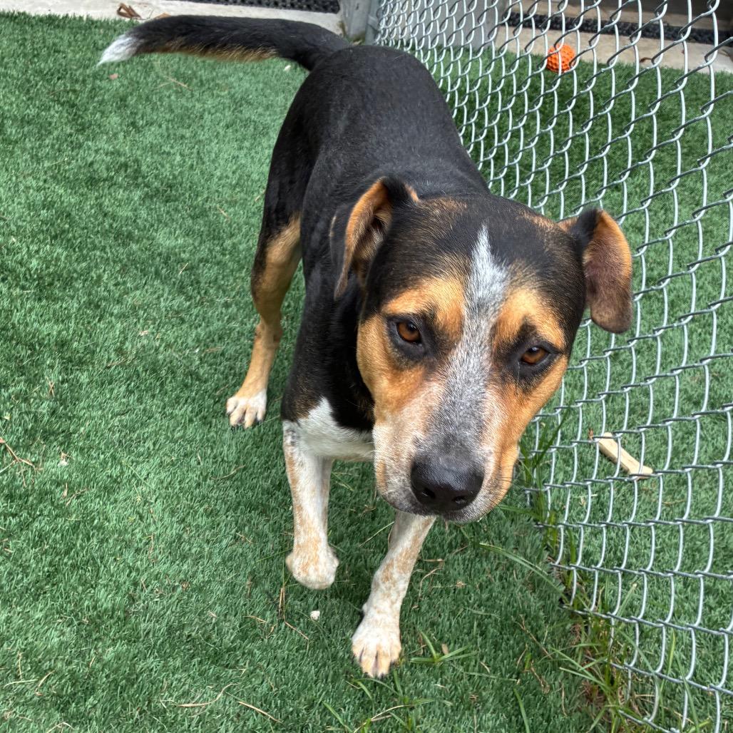 Enlarge Clint, a Adoptable mixed breed in Richmond Hill, GA image 1/5