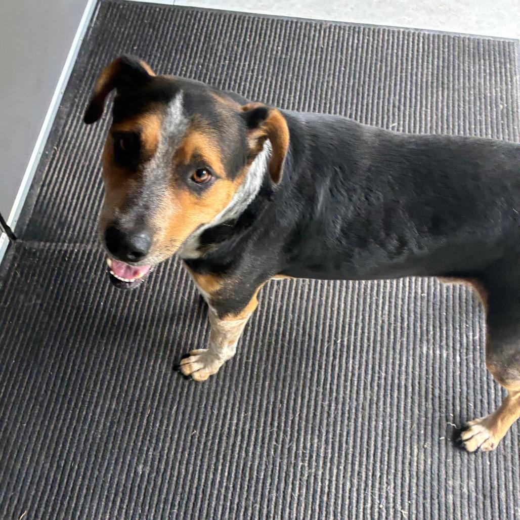 Enlarge Clint, a Adoptable mixed breed in Richmond Hill, GA image 2/5