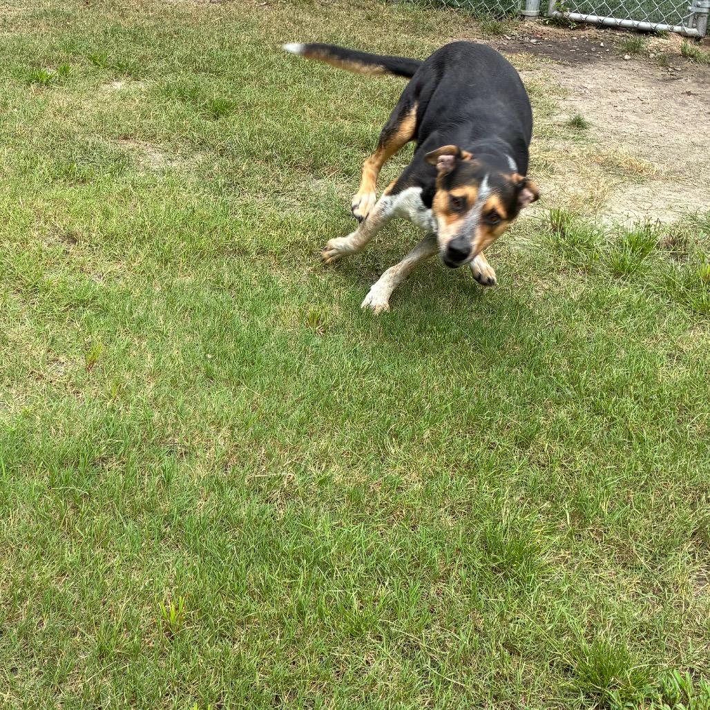 Enlarge Clint, a Adoptable mixed breed in Richmond Hill, GA image 3/5