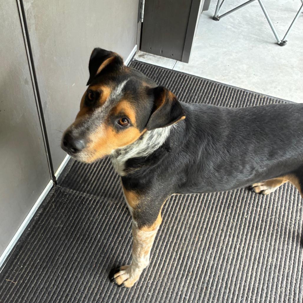 Enlarge Clint, a Adoptable mixed breed in Richmond Hill, GA image 4/5