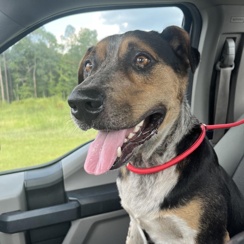 Clint, Adoptable, Young Male Mixed Breed.