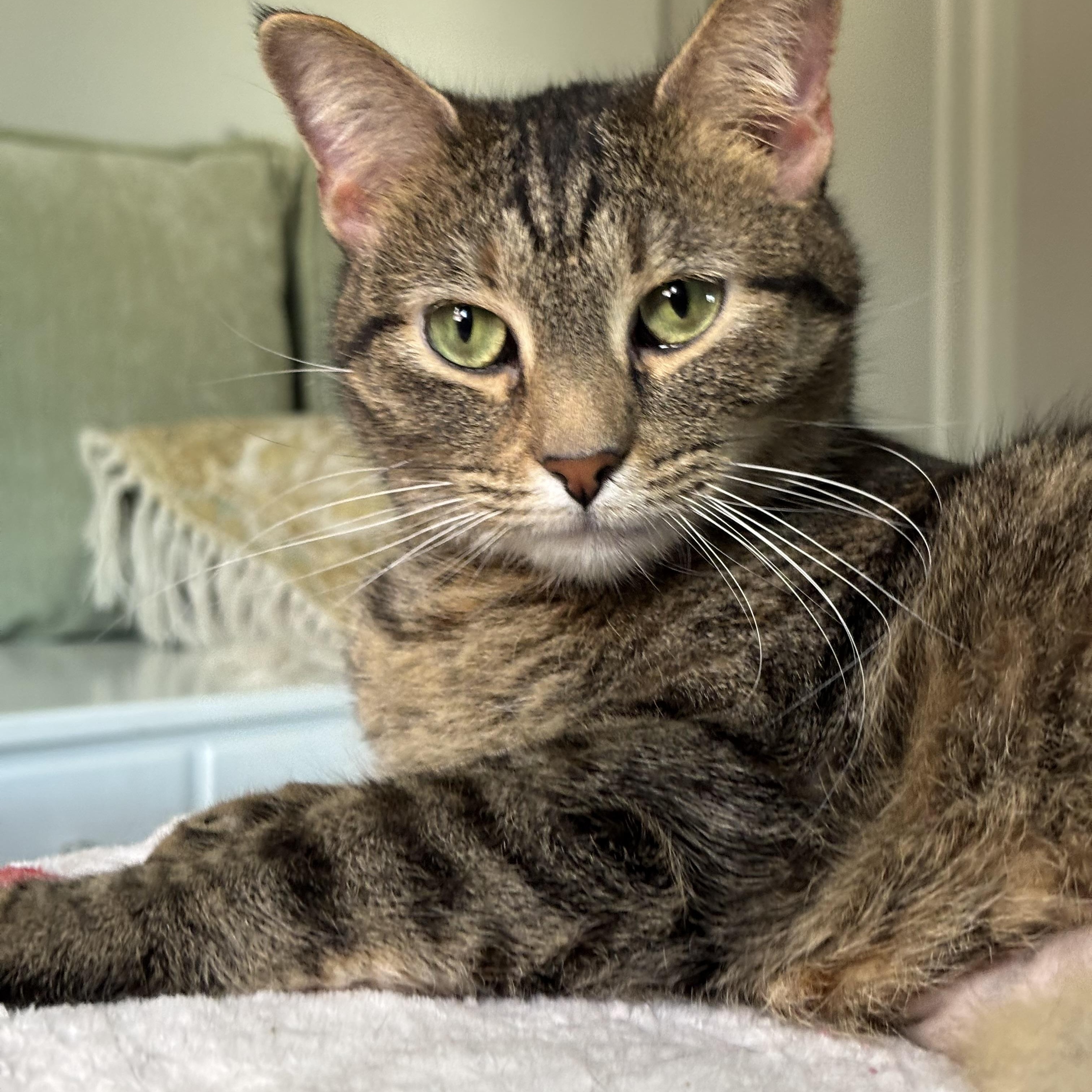 Enlarge Winnie, a Adopted Domestic Short Hair in Pittsburgh, PA image 2/6