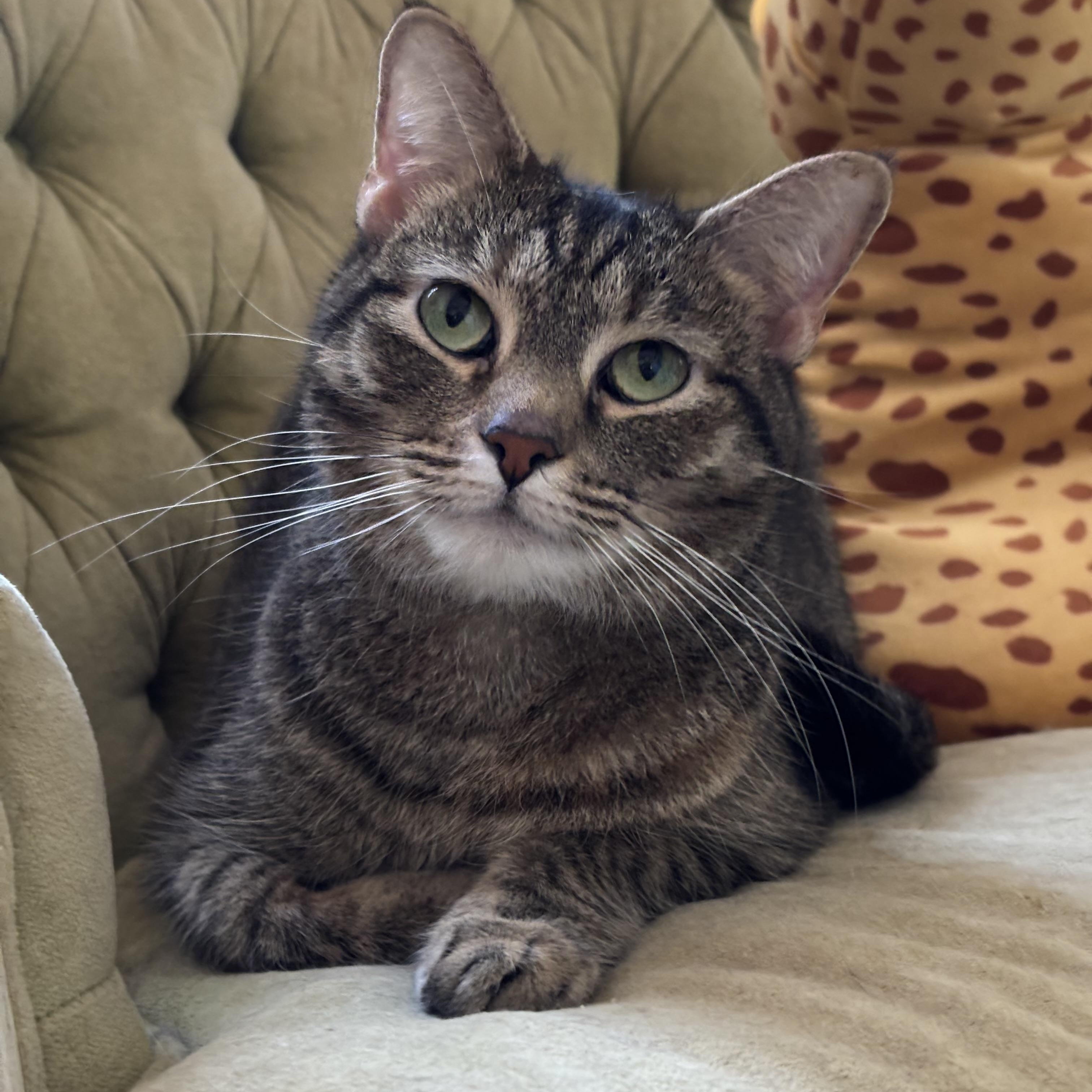 Winnie, Adopted, Adult Female Domestic Short Hair.