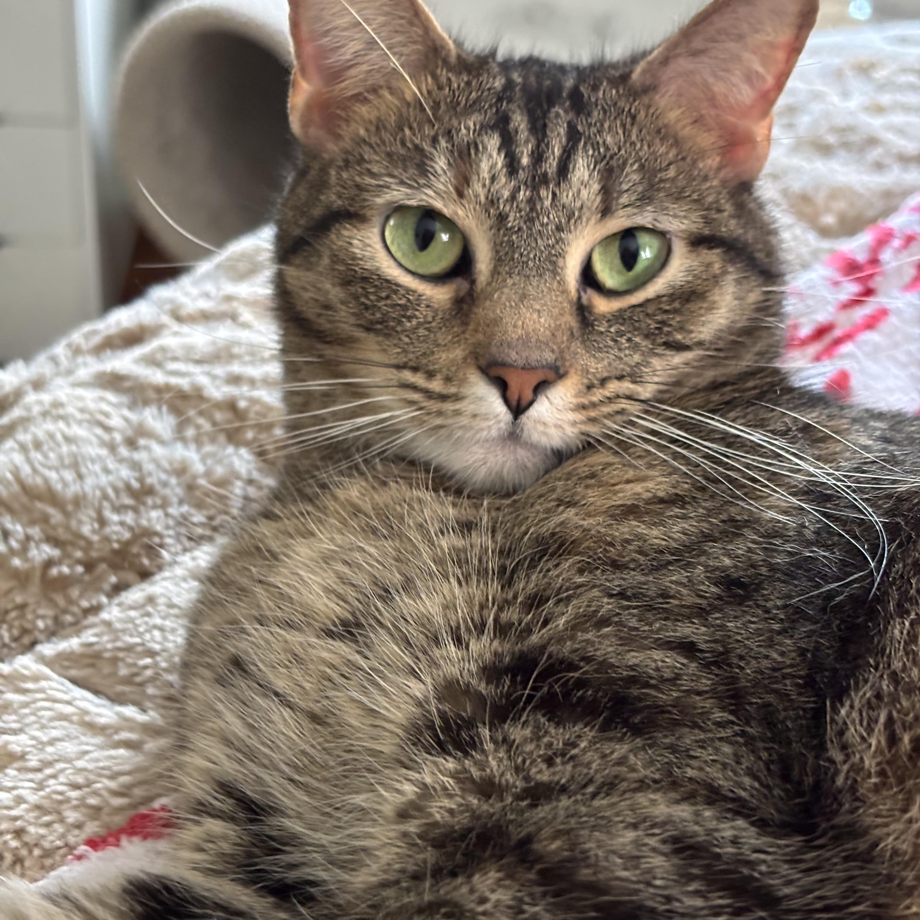 Enlarge Winnie, a Adopted Domestic Short Hair in Pittsburgh, PA image 5/6