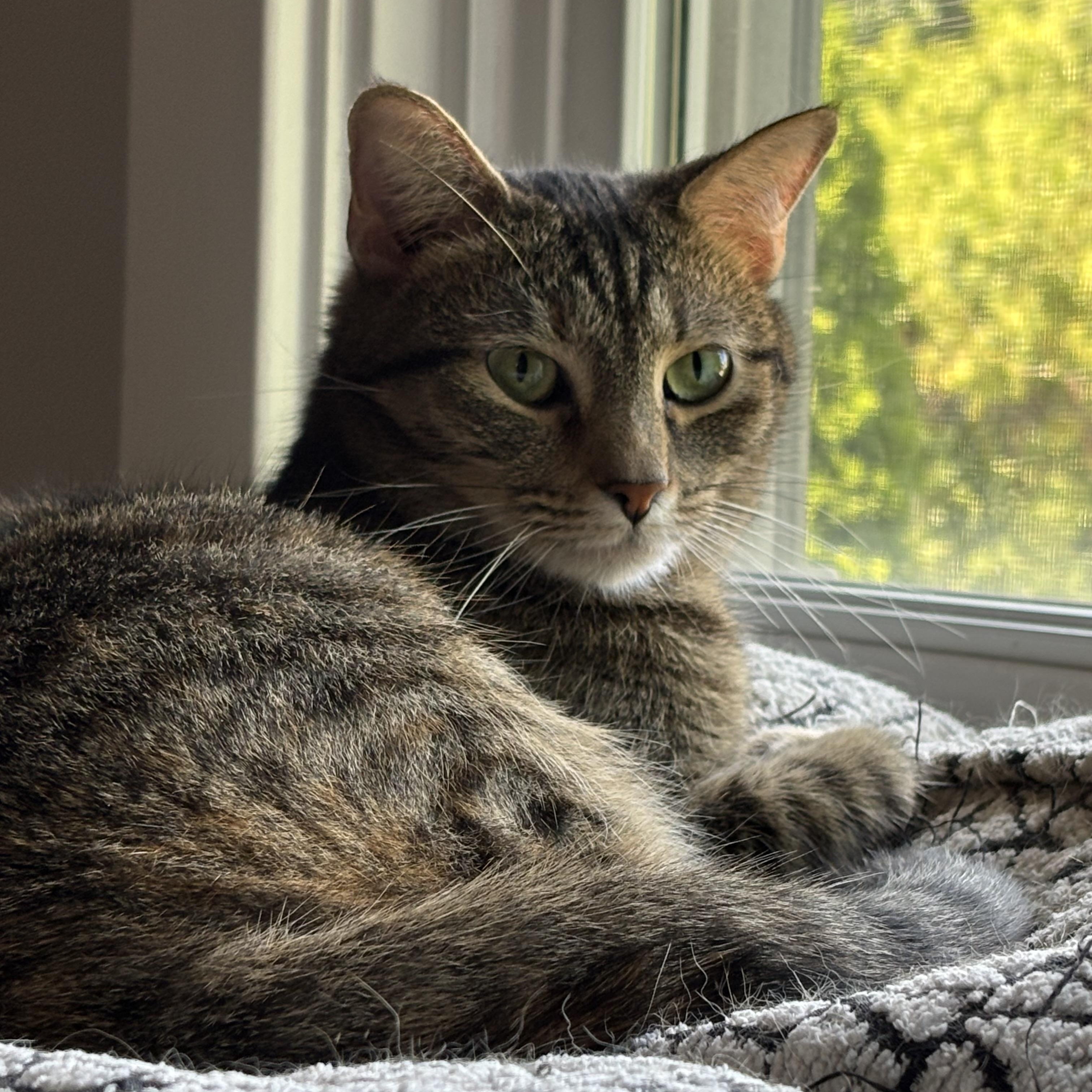 Enlarge Winnie, a Adopted Domestic Short Hair in Pittsburgh, PA image 4/6