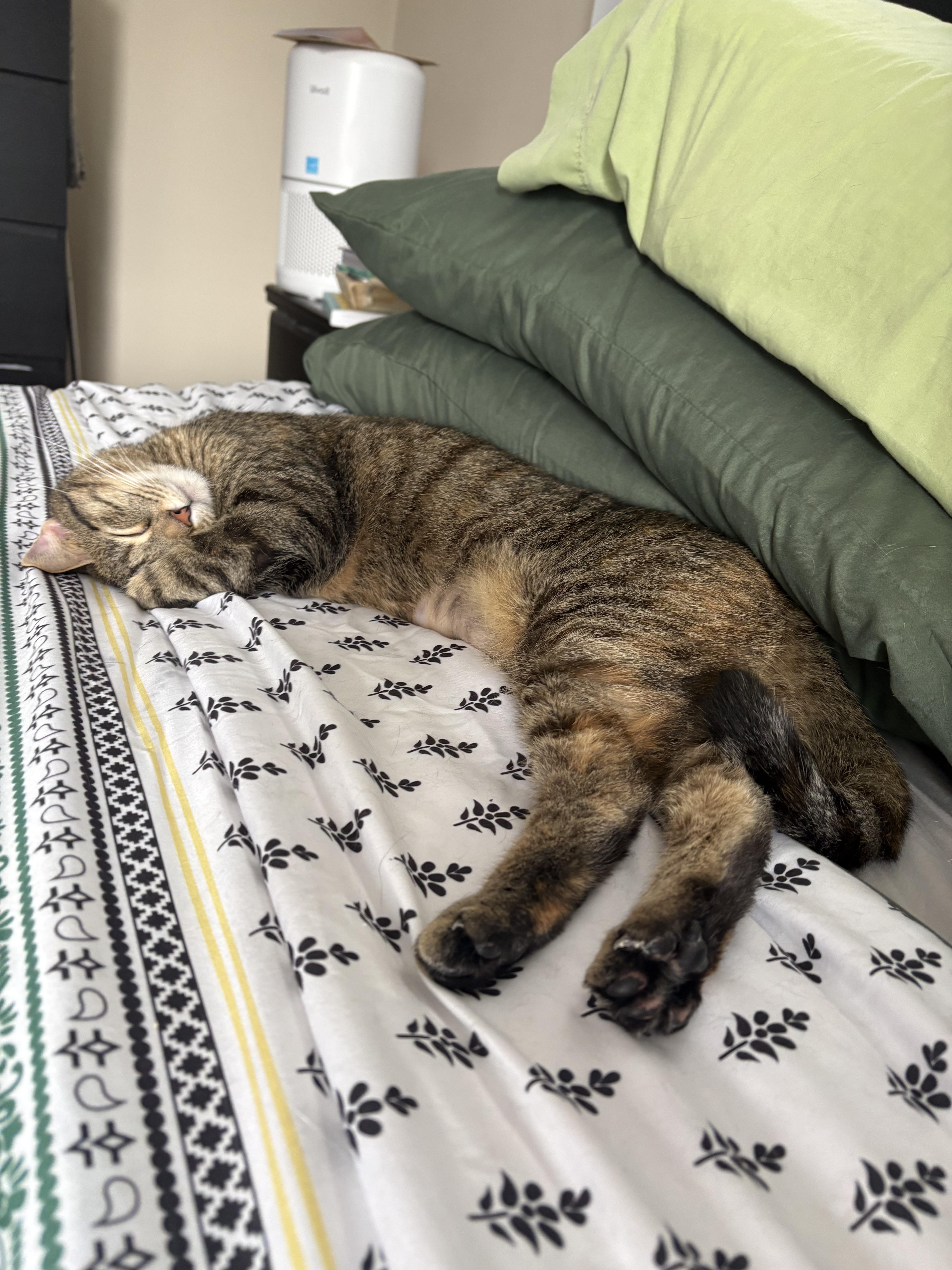 Enlarge Winnie, a Adopted Domestic Short Hair in Pittsburgh, PA image 6/6