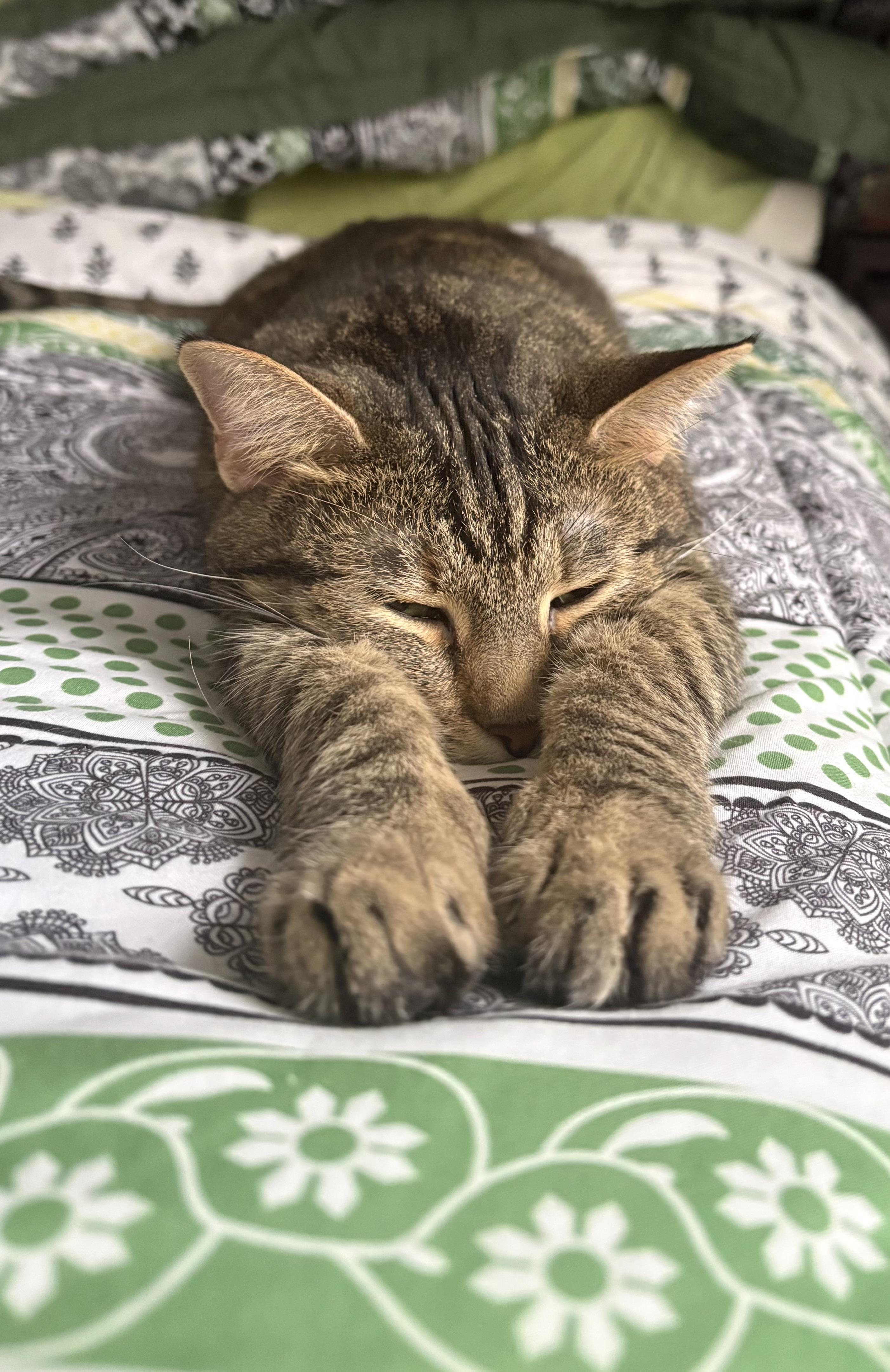 Enlarge Winnie, a Adopted Domestic Short Hair in Pittsburgh, PA image 3/6