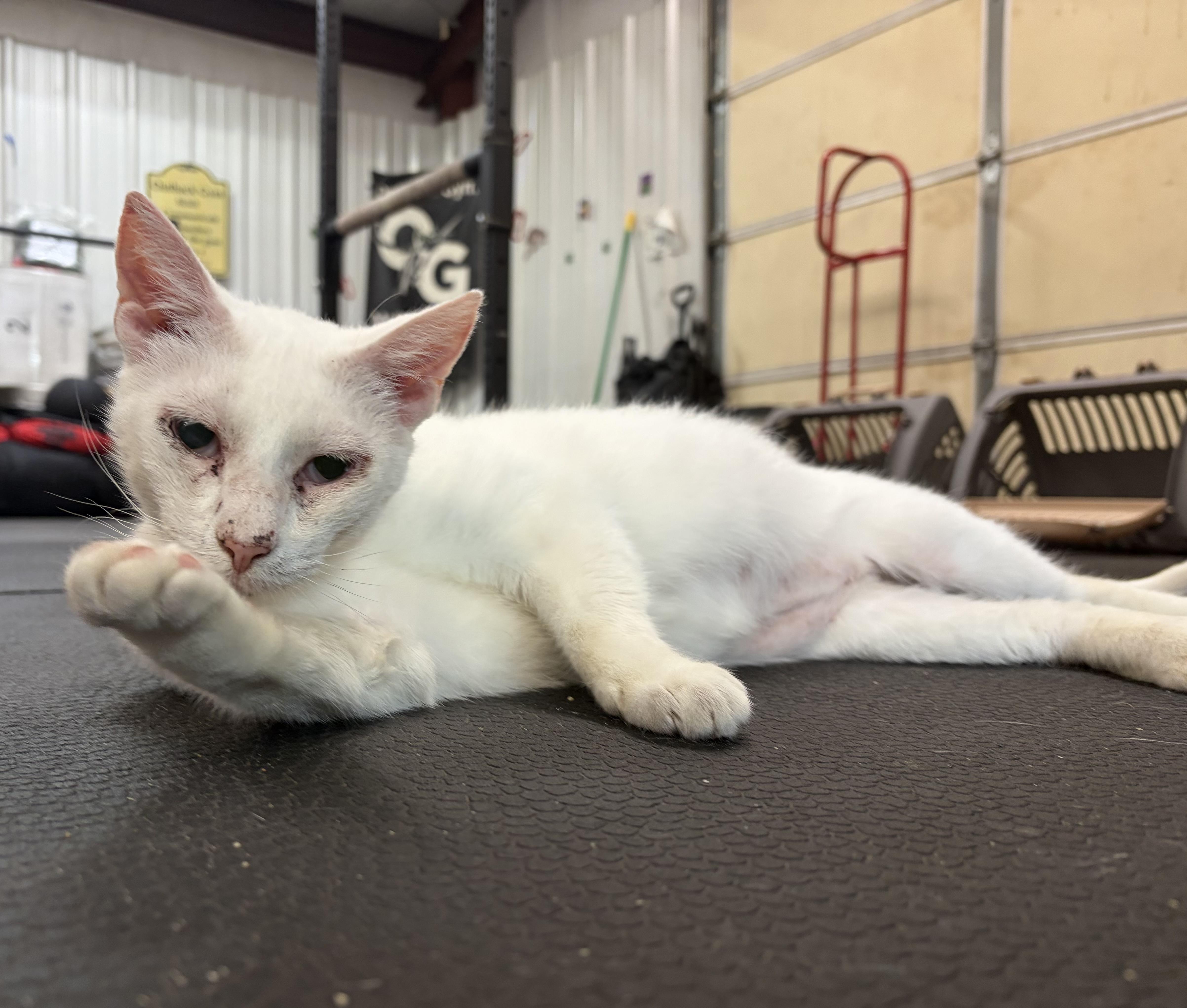 Enlarge Mr. White, a ADOPTABLE Domestic Short Hair in Melbourne, AR image 5/6