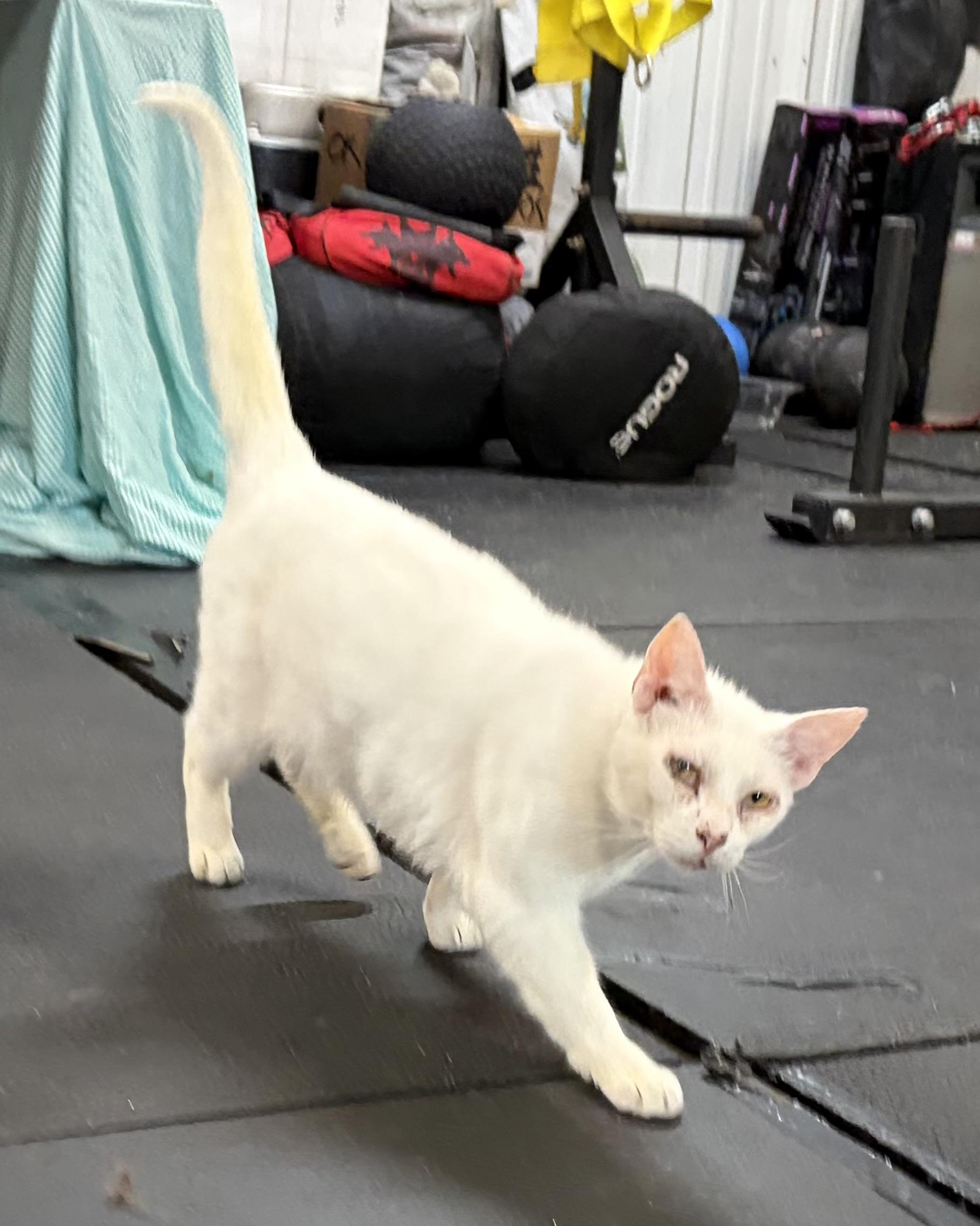 Enlarge Mr. White, a ADOPTABLE Domestic Short Hair in Melbourne, AR image 3/6