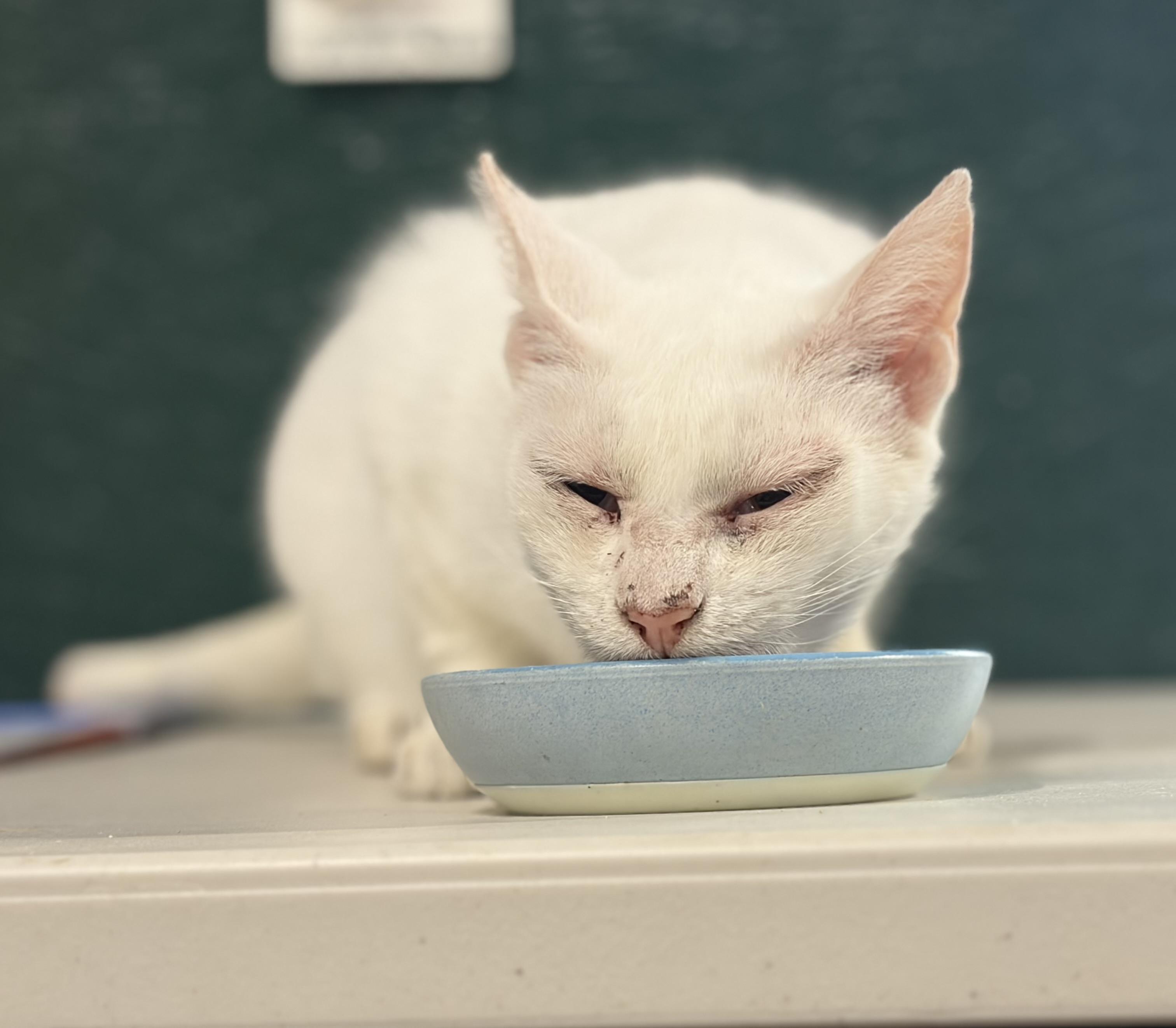 Mr. White, ADOPTABLE, Adult Male Domestic Short Hair.