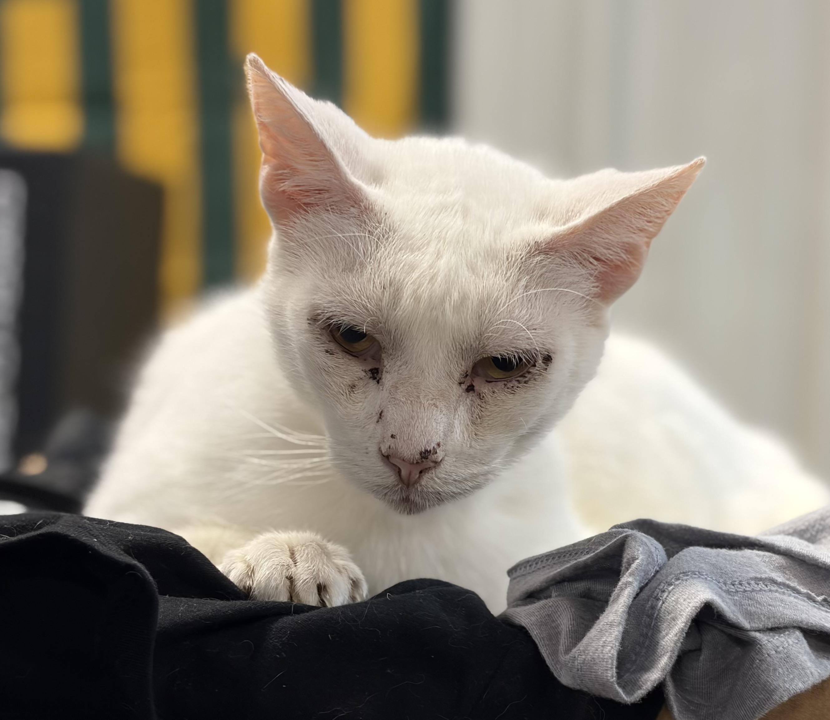 Enlarge Mr. White, a ADOPTABLE Domestic Short Hair in Melbourne, AR image 4/6
