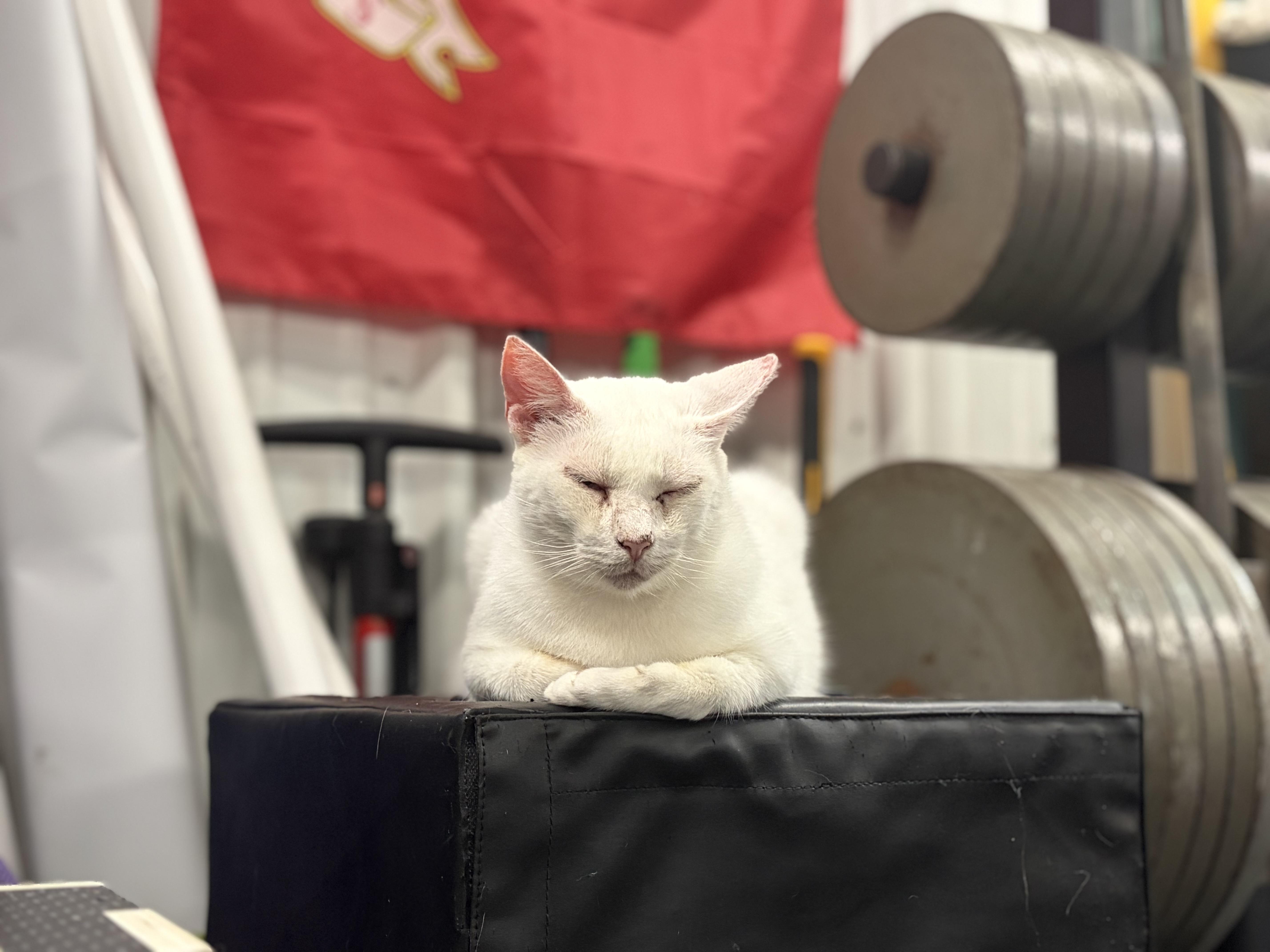 Mr. White, ADOPTABLE, Adult Male Domestic Short Hair.